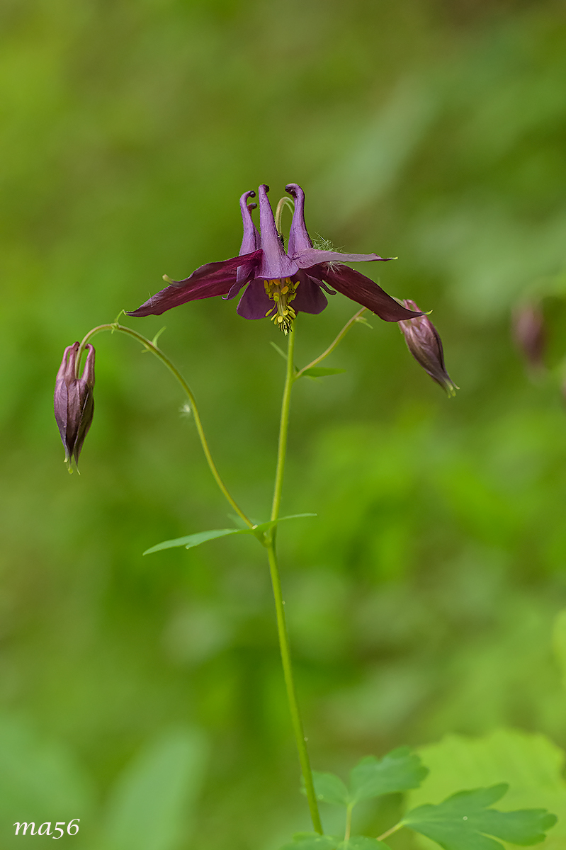 Dark Aquilegia