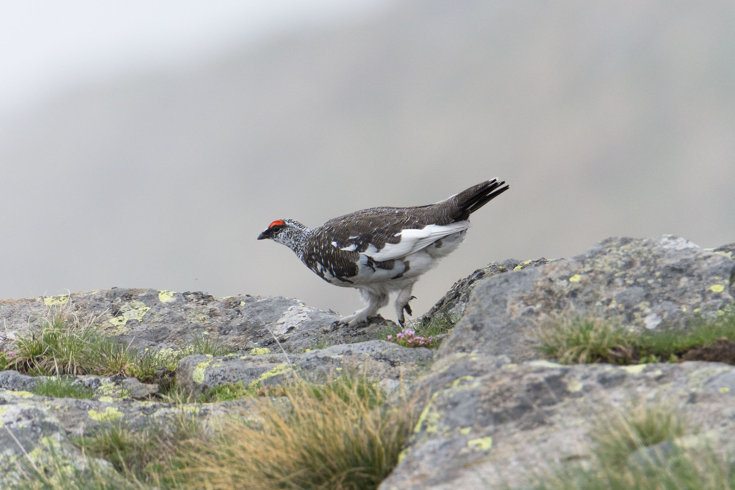 The march of the partridge!