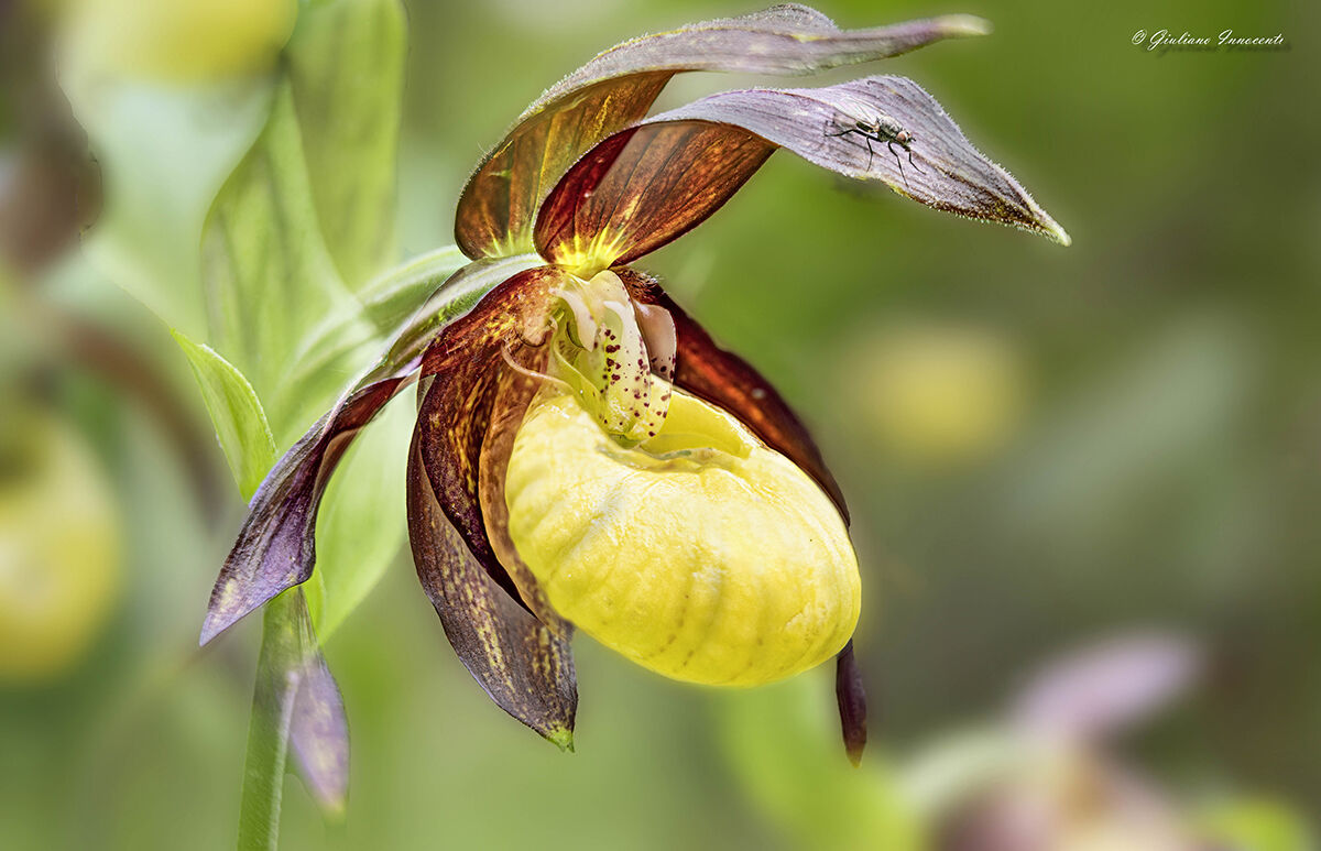 Scarpetta di Venere (Cypripedium Calceolus)