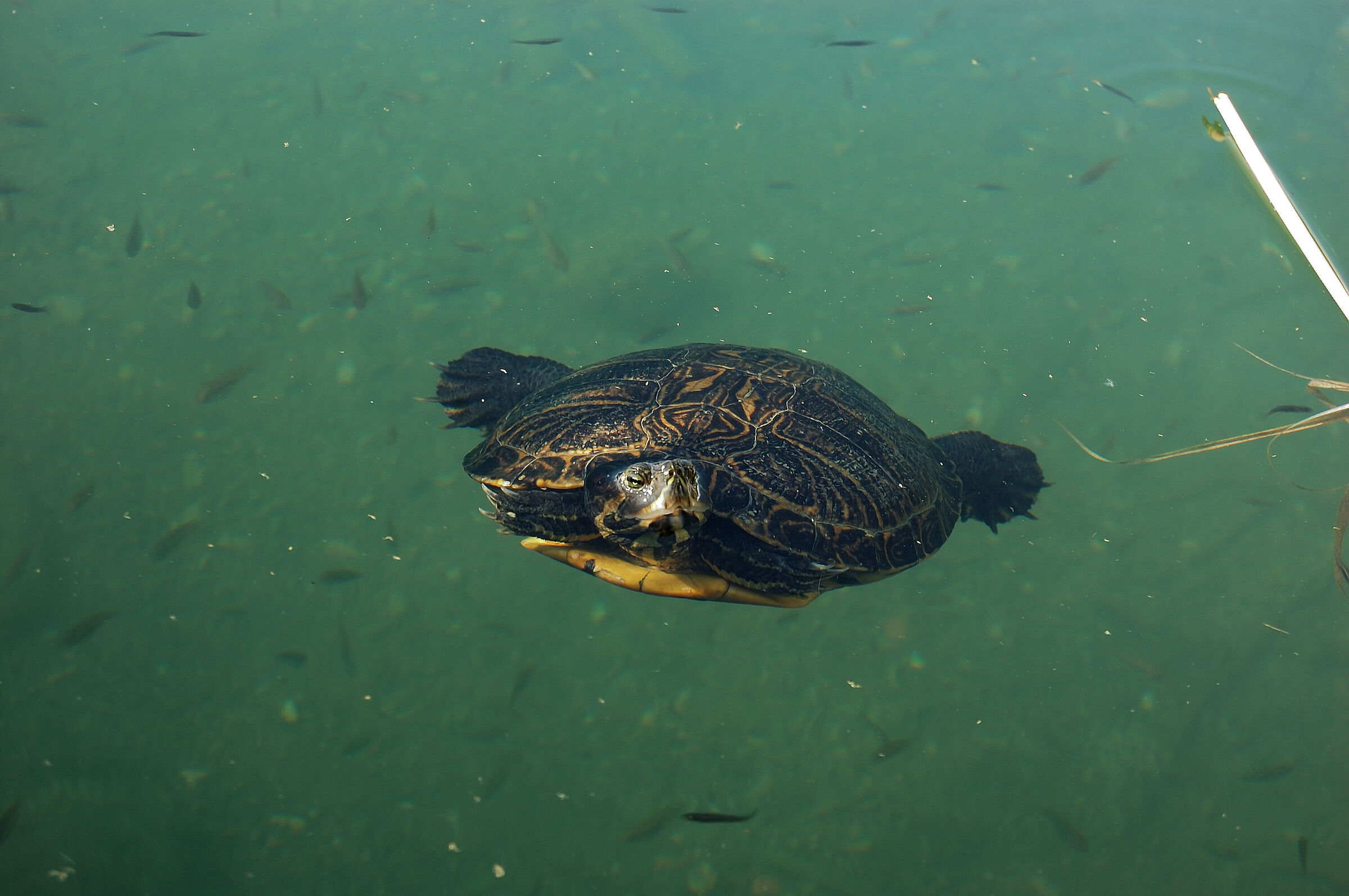 Turtle
