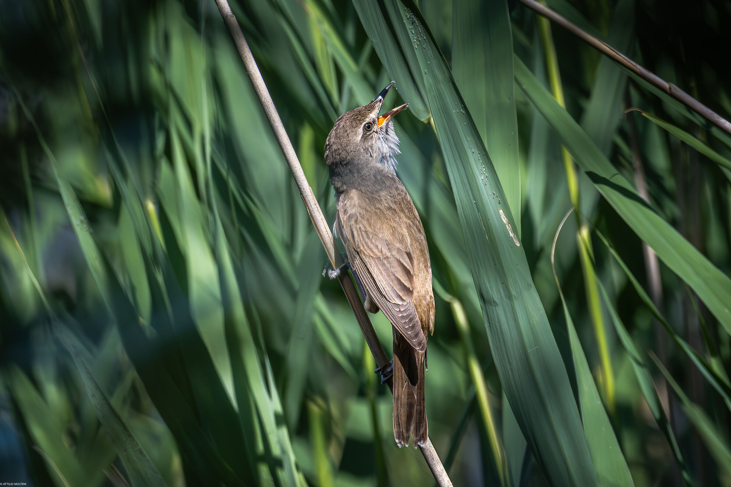 Reed warbler