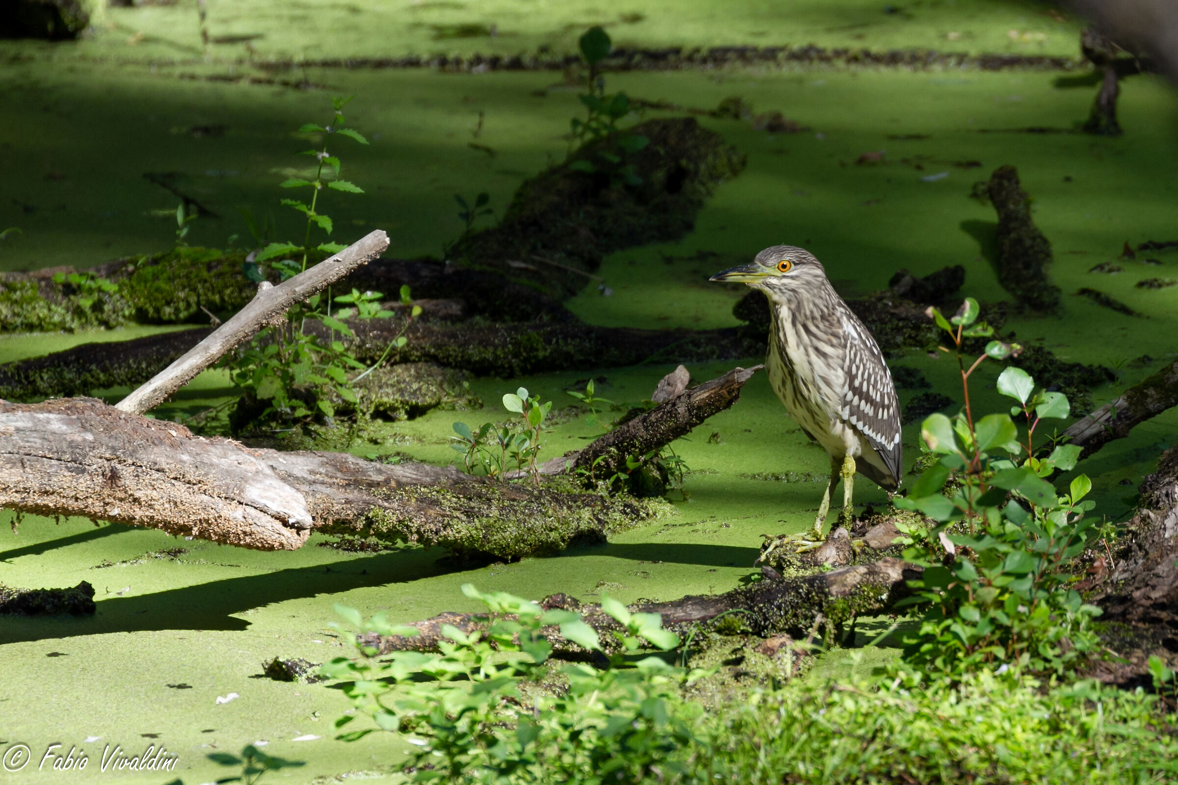 Giovane e mimetica Nicottera