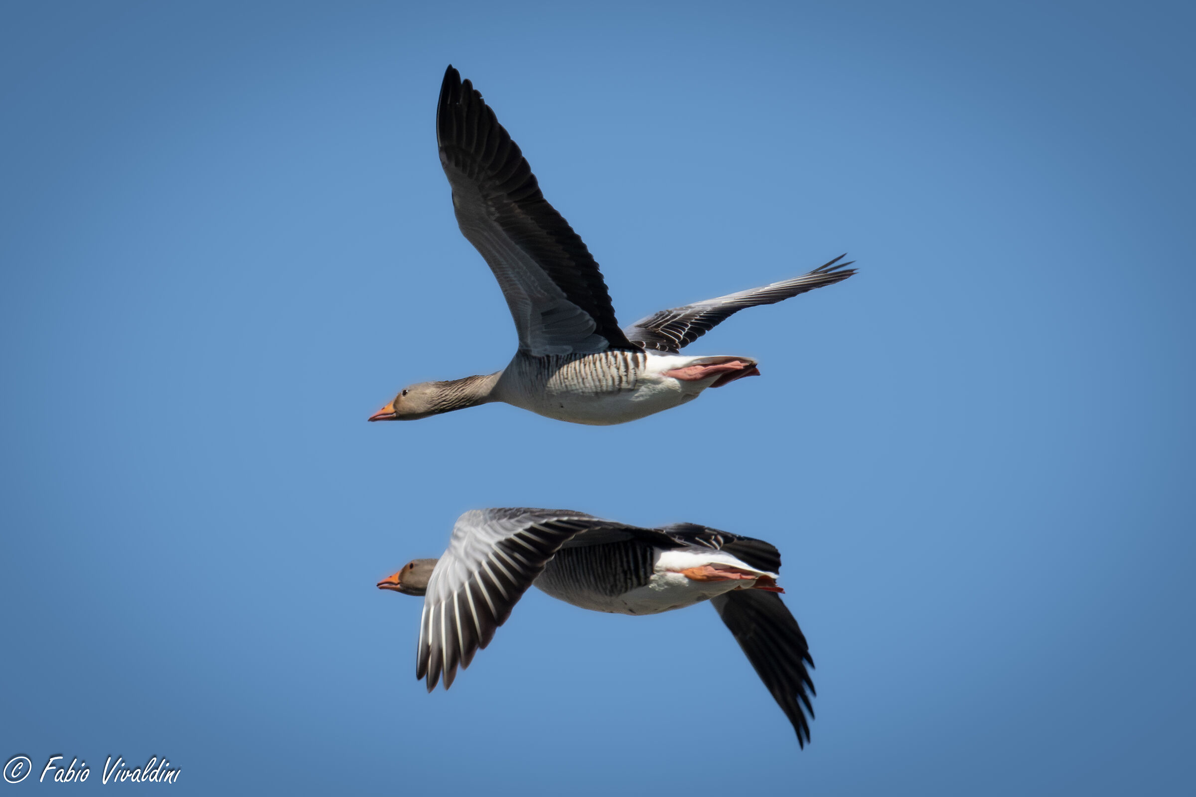 Oche selvatiche in volo