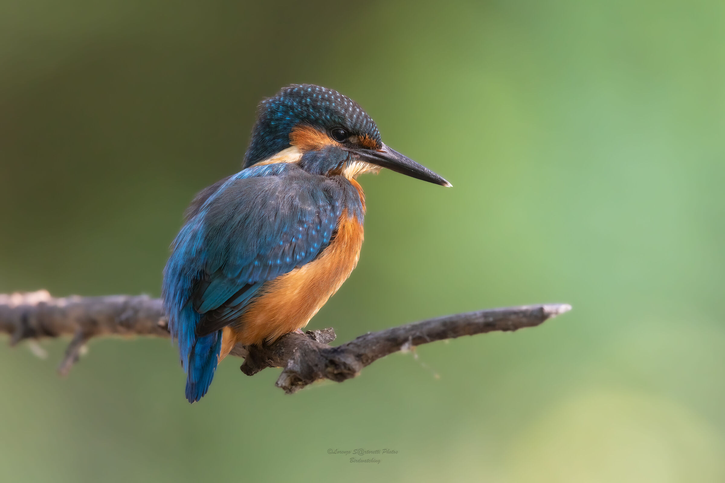 Kingfisher