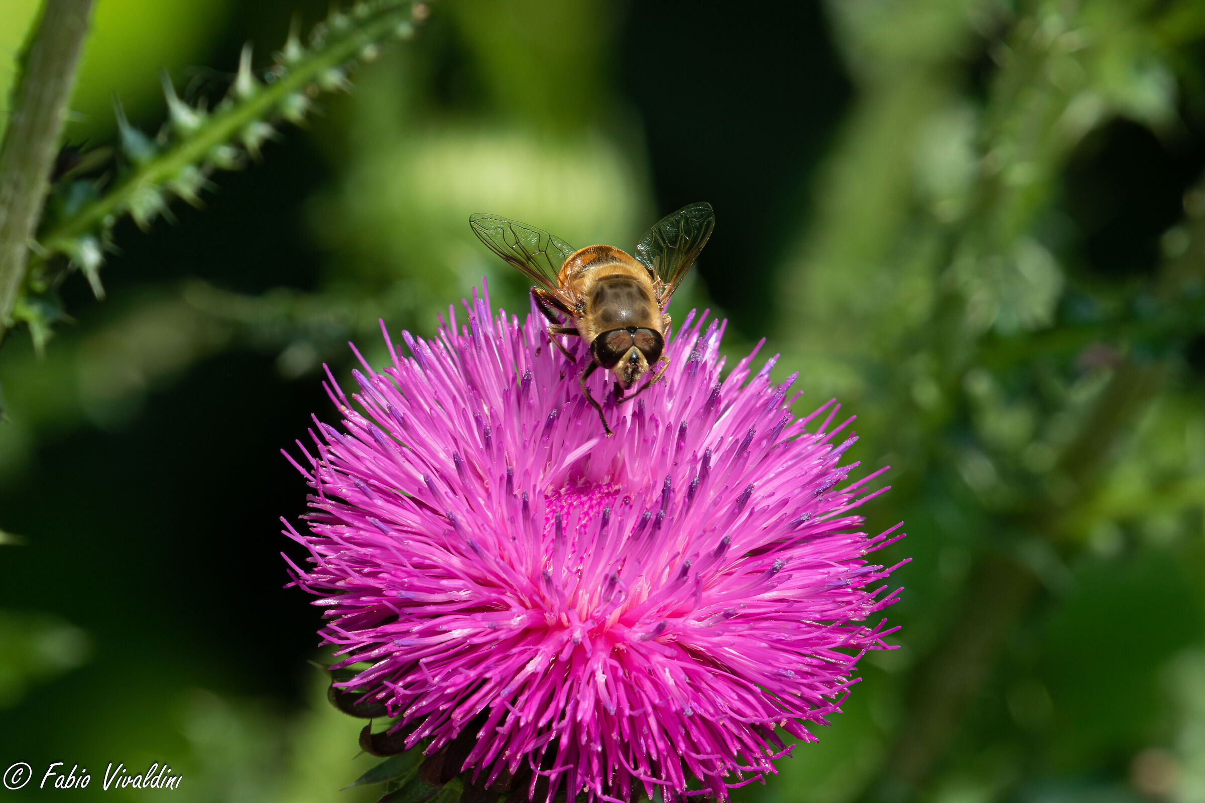Sirfide, la mosca vestita da ape