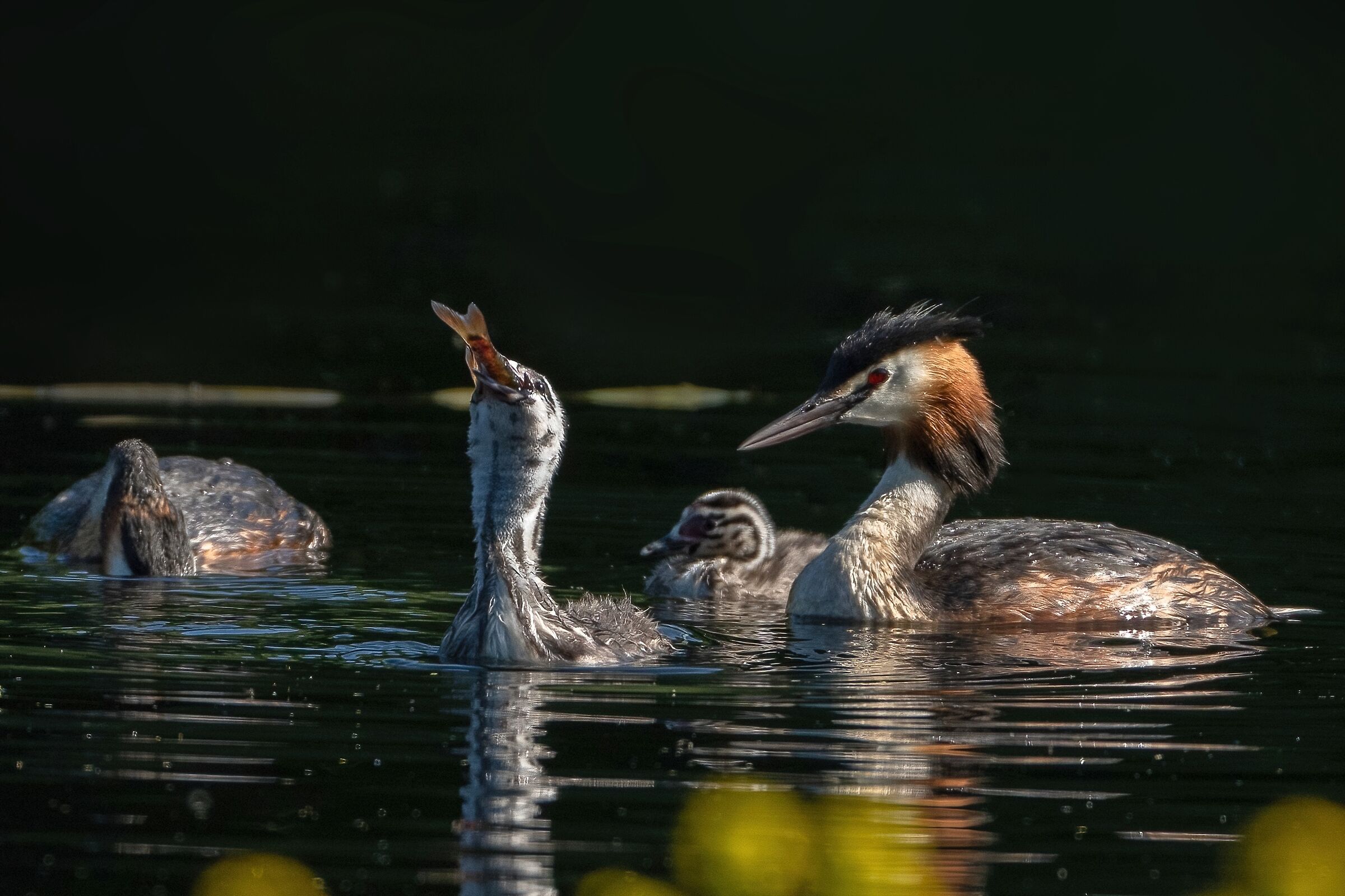 Young Grebe at family breakfast