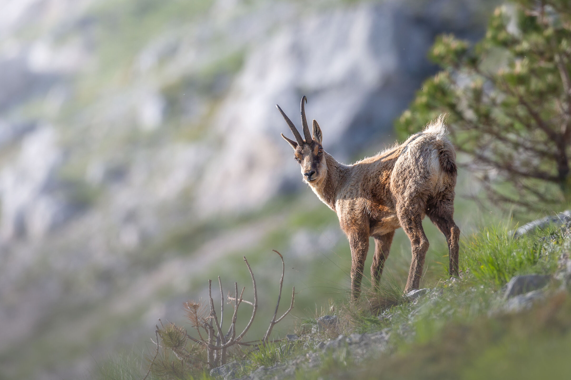 Camoscio appenninico