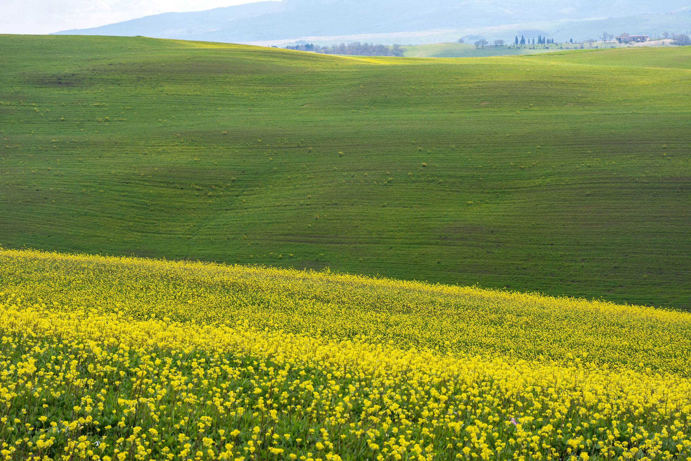 Giallo e verde