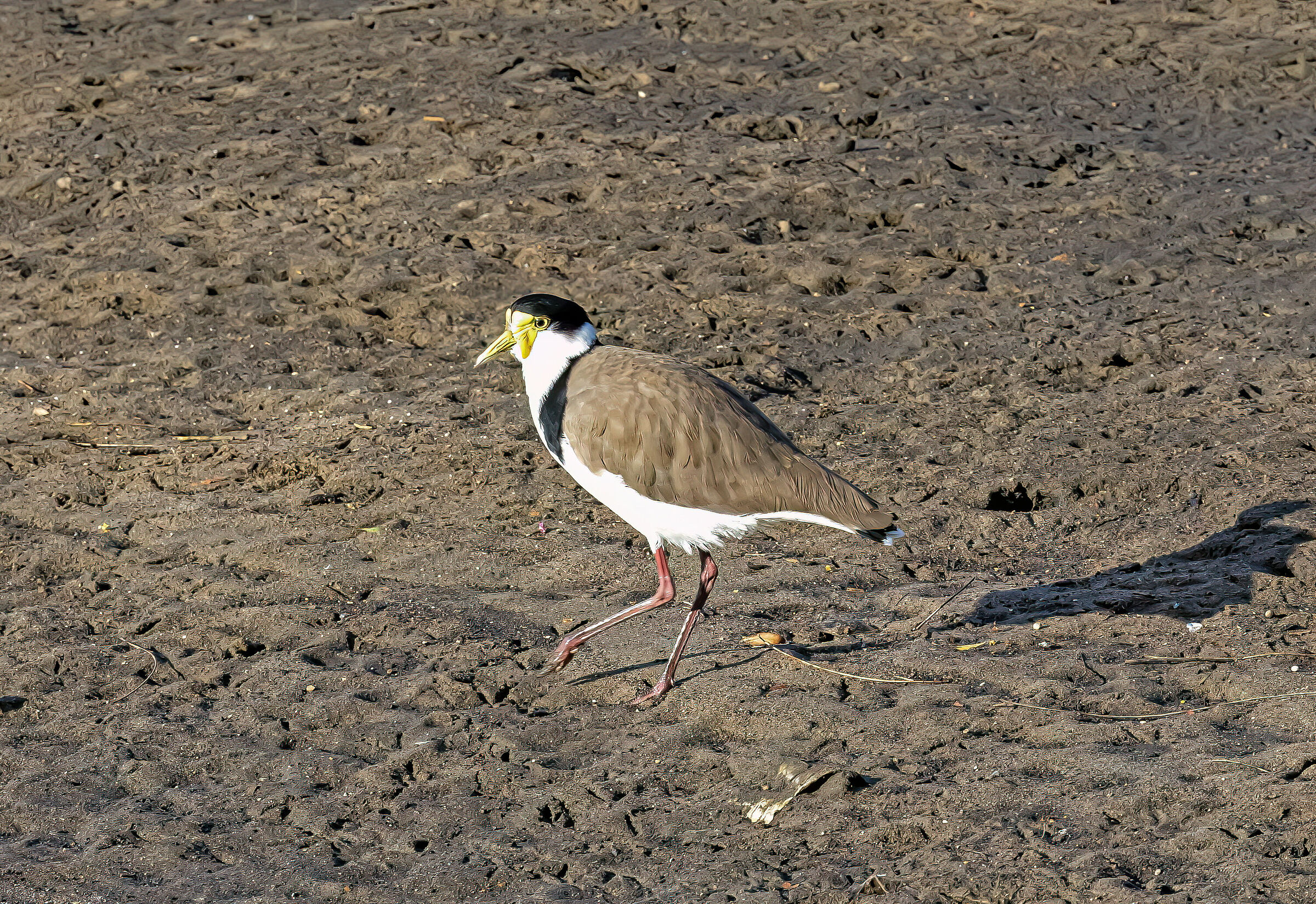 Pavoncella Mascherata