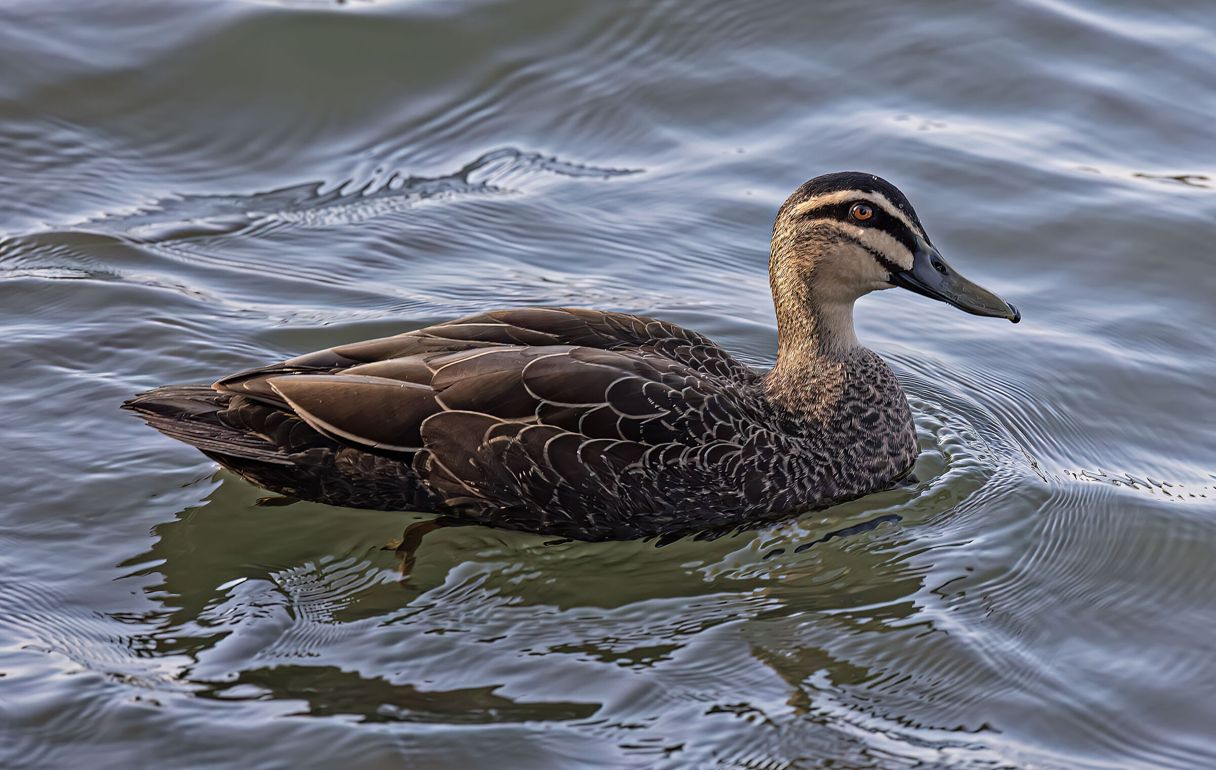 Germano del pacifico