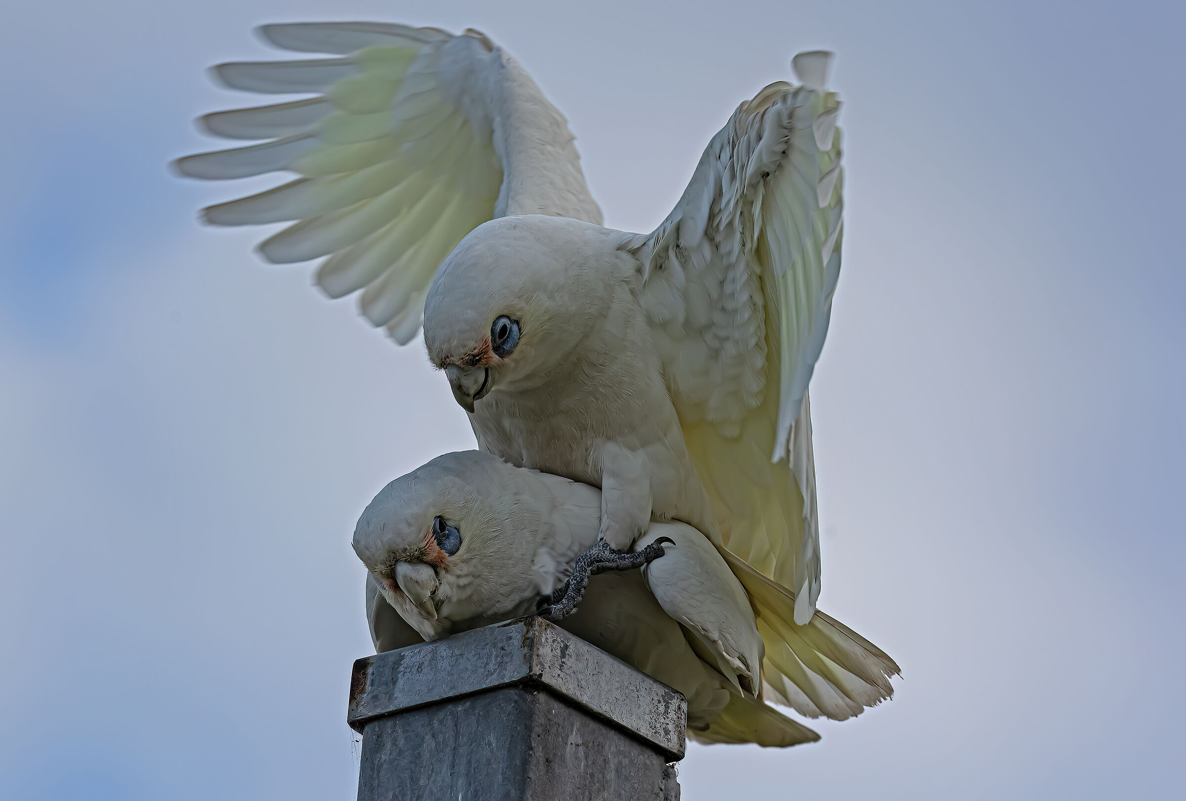 Cacatua in amore