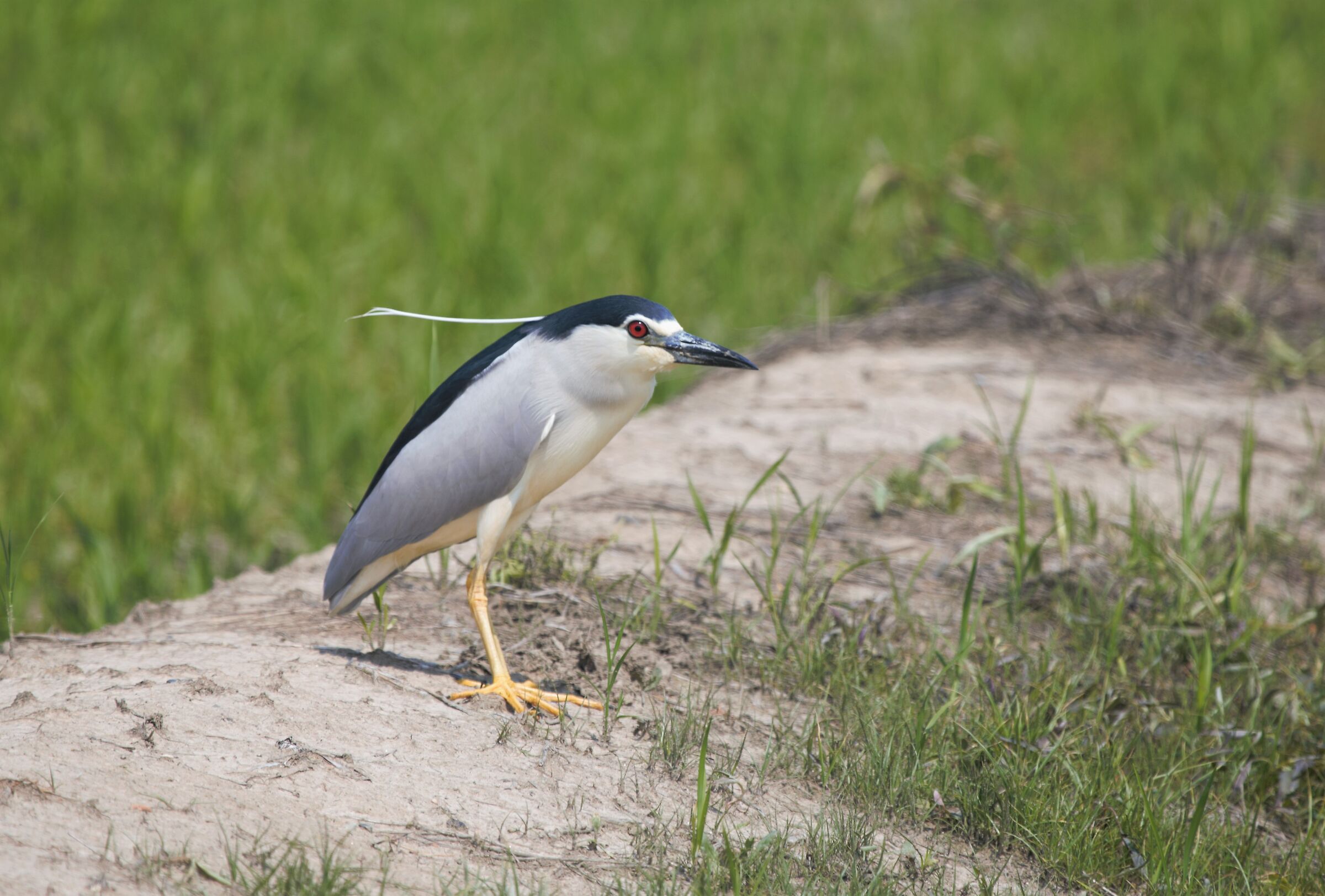 il ciuffo della nitticora