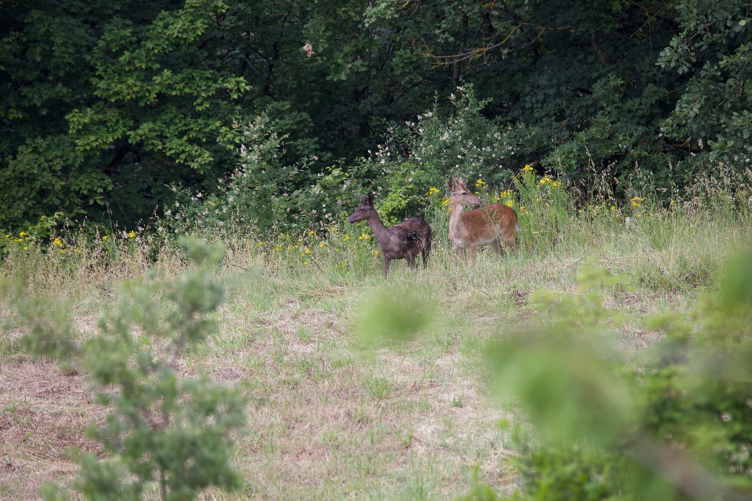 Grazing in atte4sa of the summer.