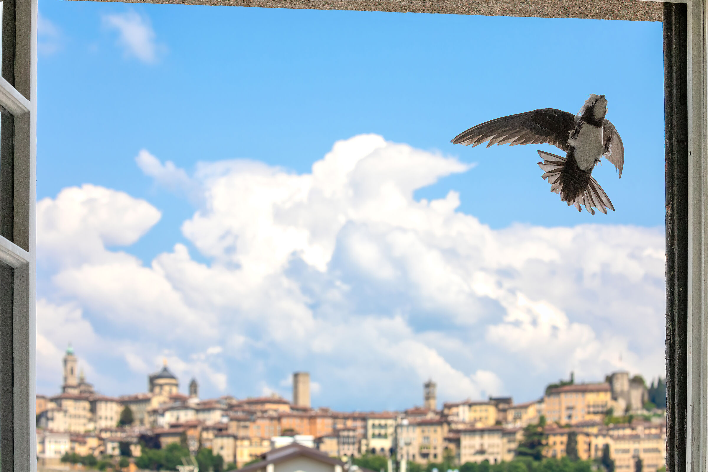 Alpine swift.. nest under construction