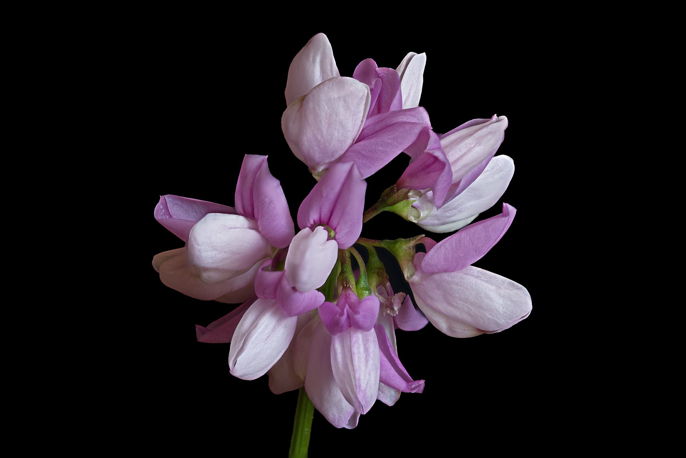 Cornetta ginestrina...