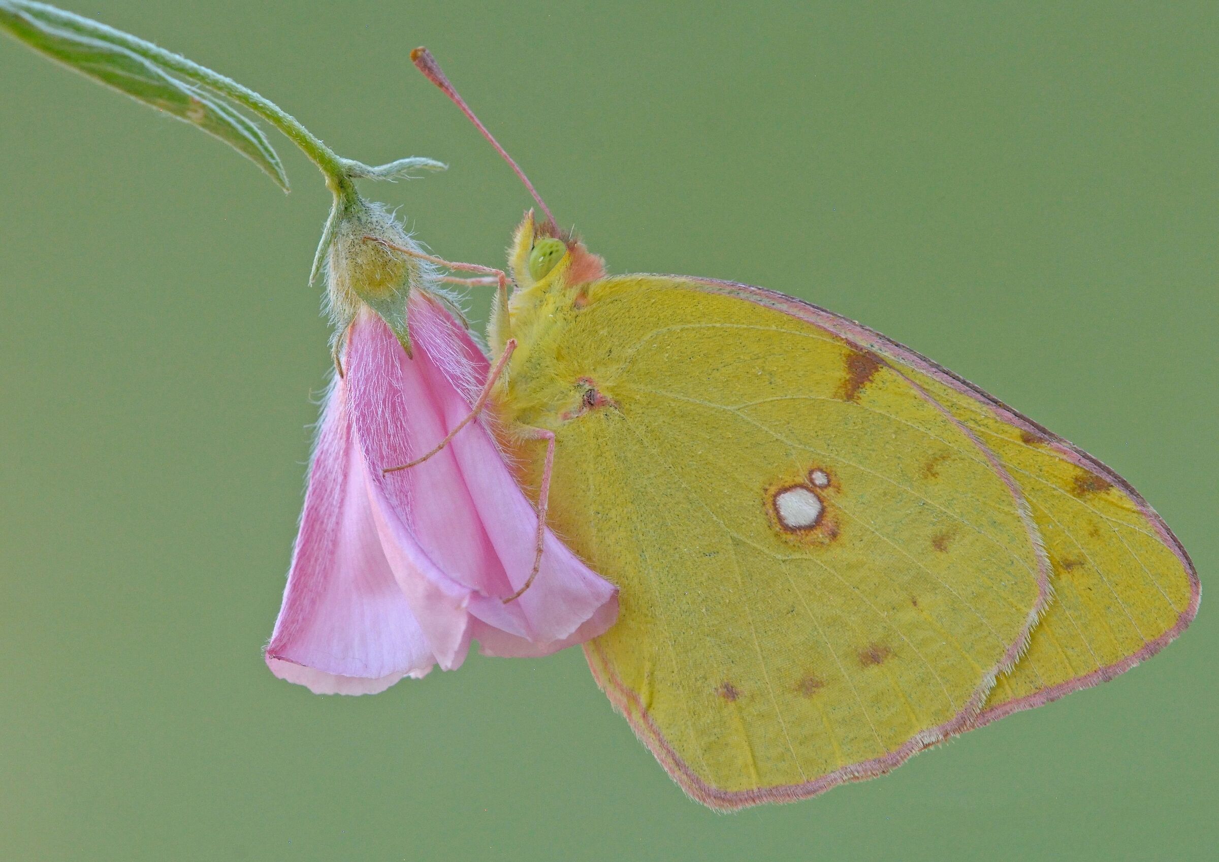 Colias croceus