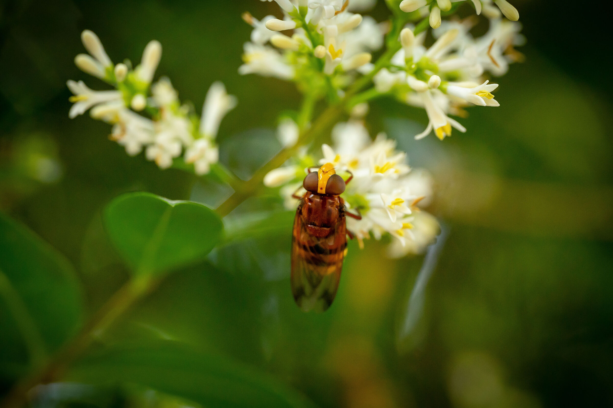 Volucella Zonaria