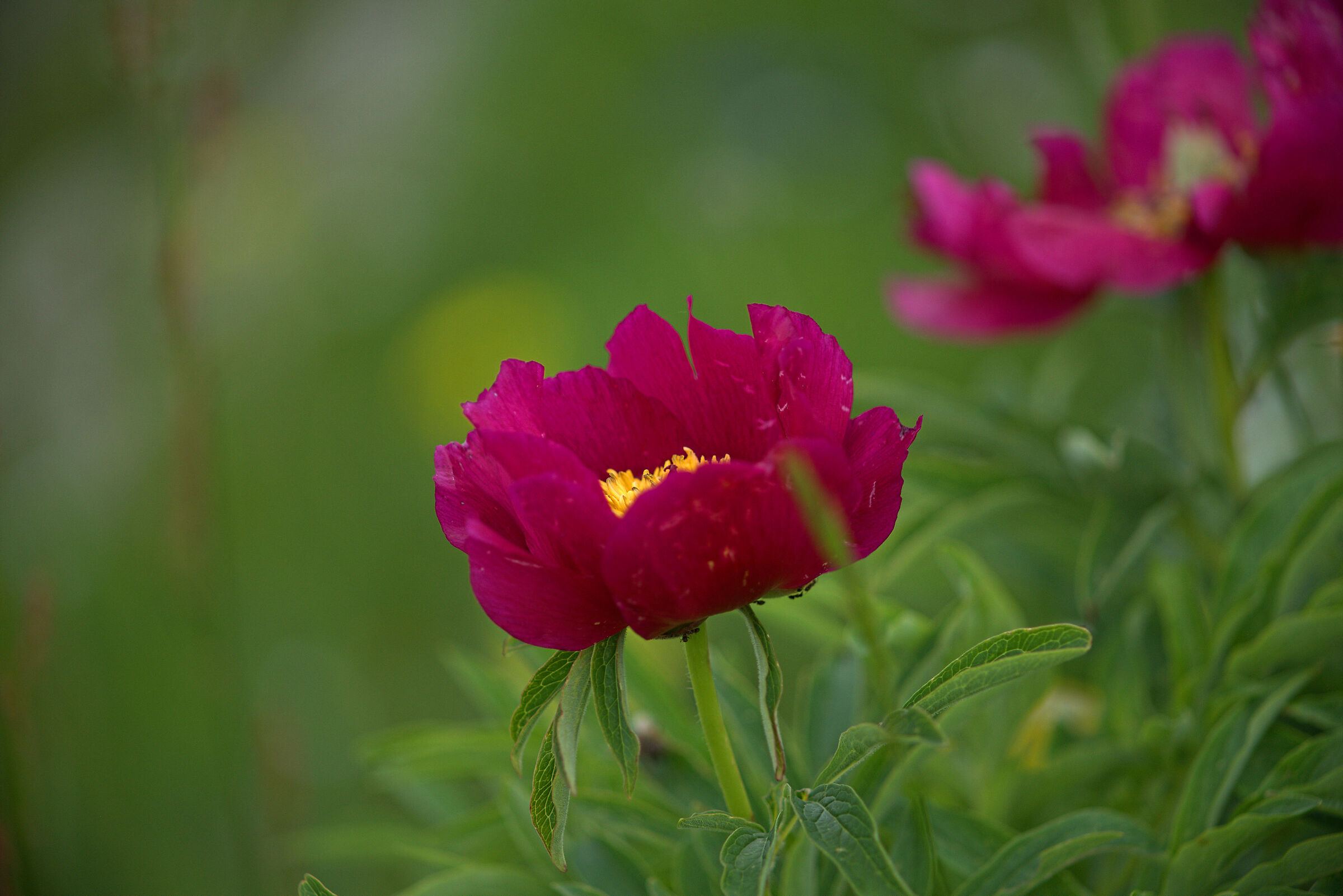 Peonia officinalis