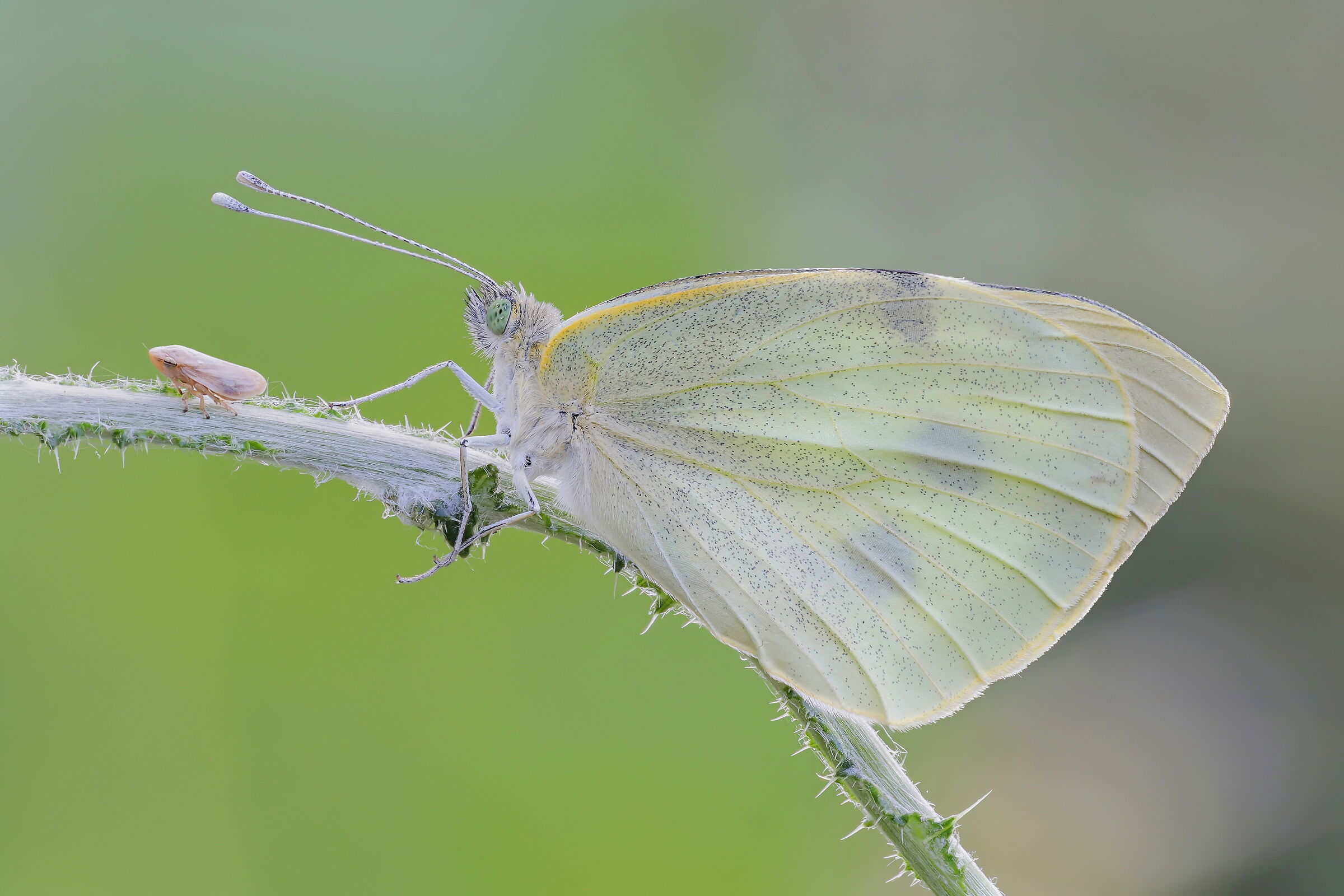 Pieris brassicae