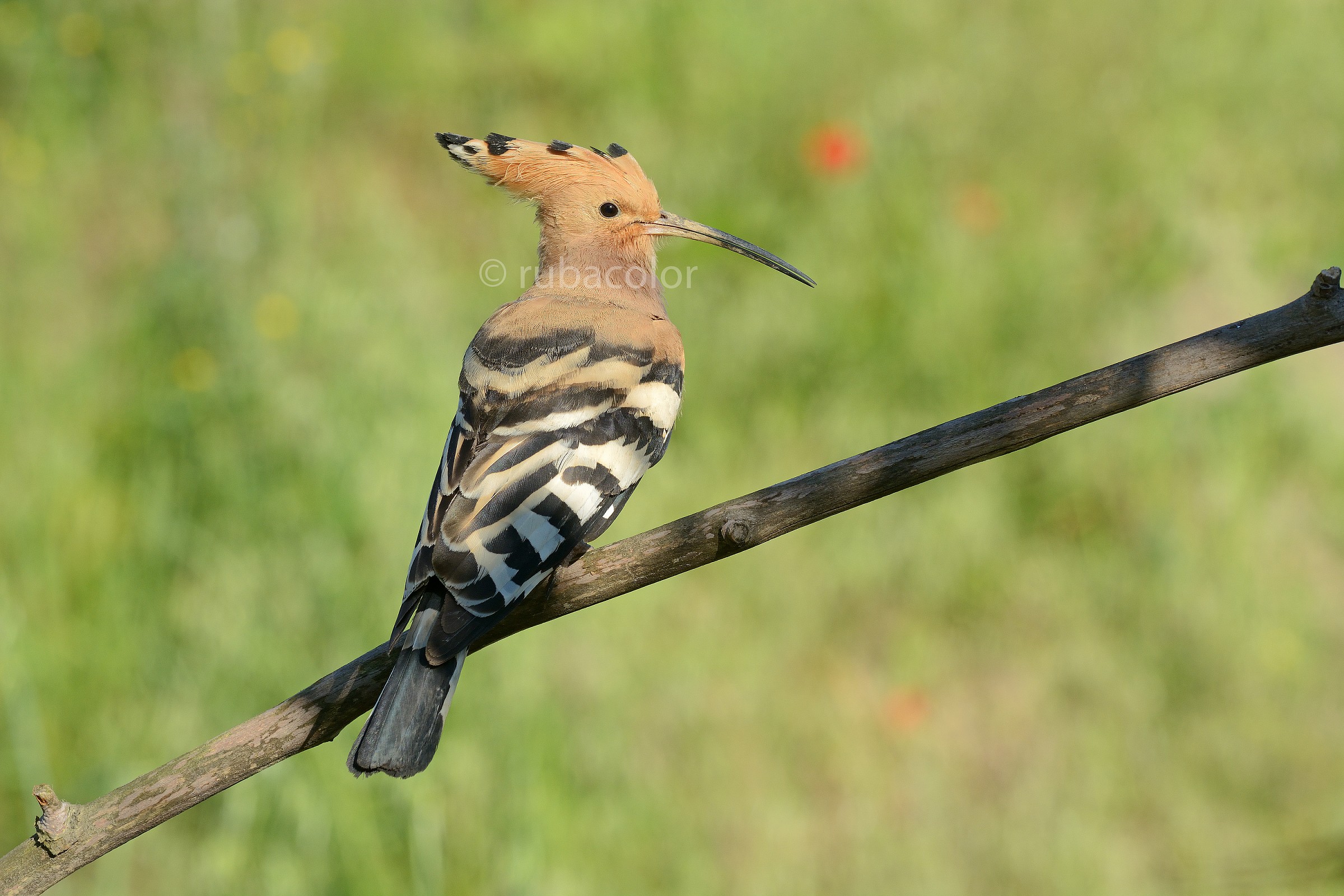 Hoopoe 3