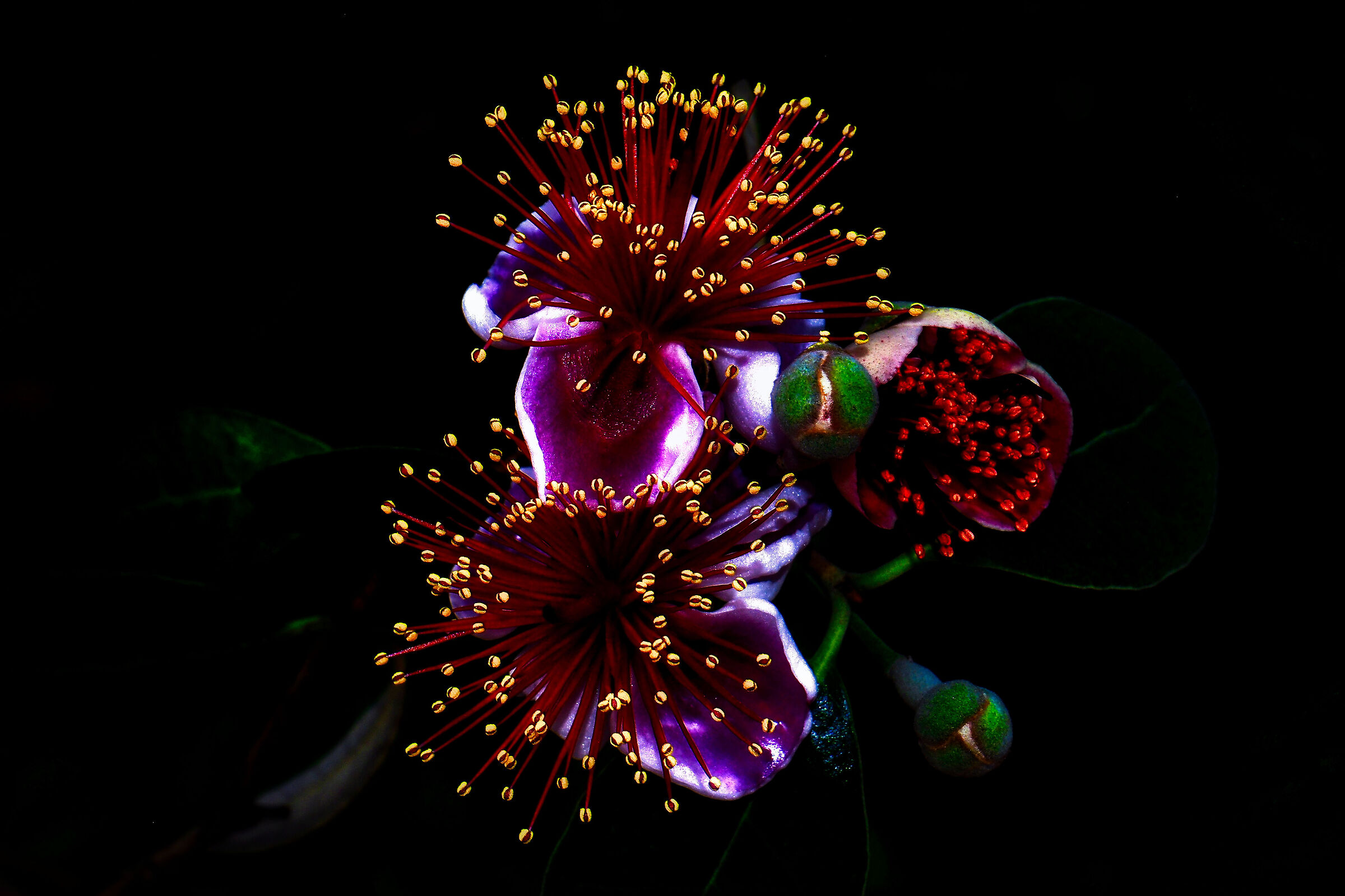 flowers piercing darkness