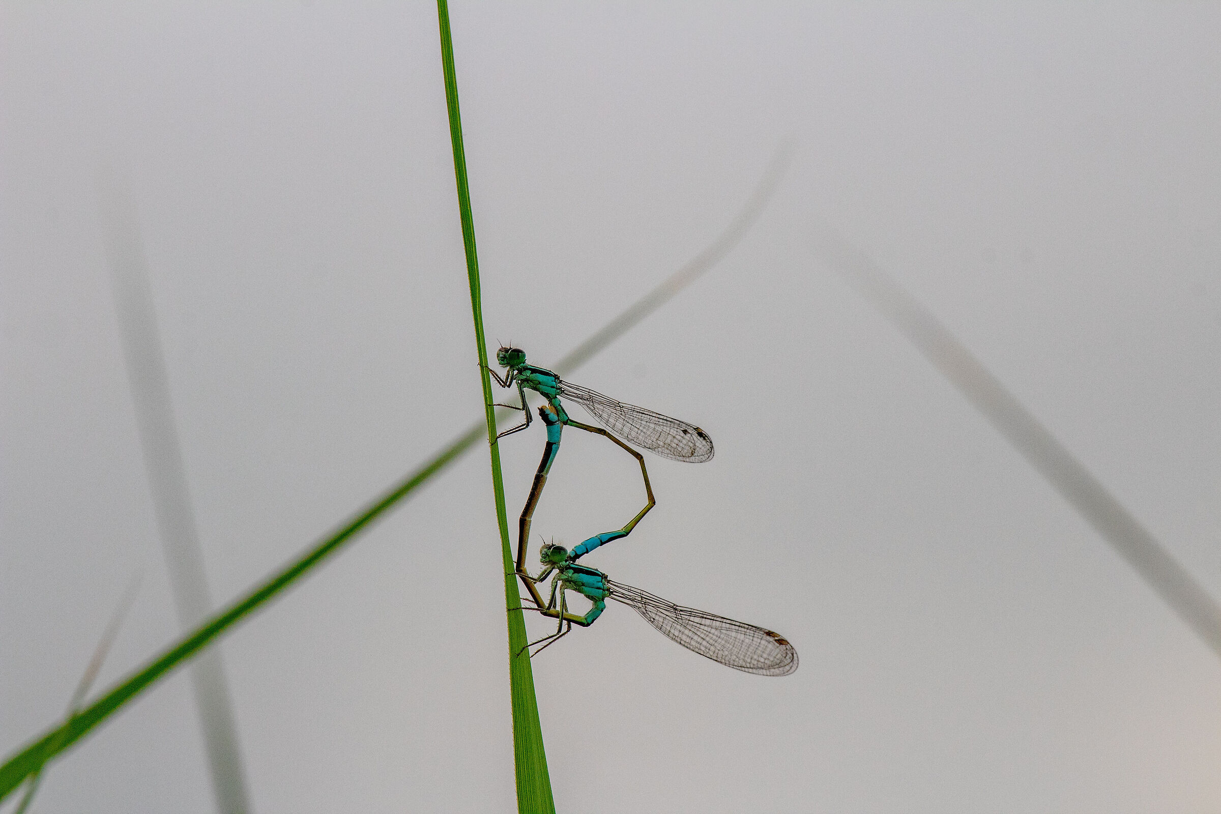 Mating dragonflies