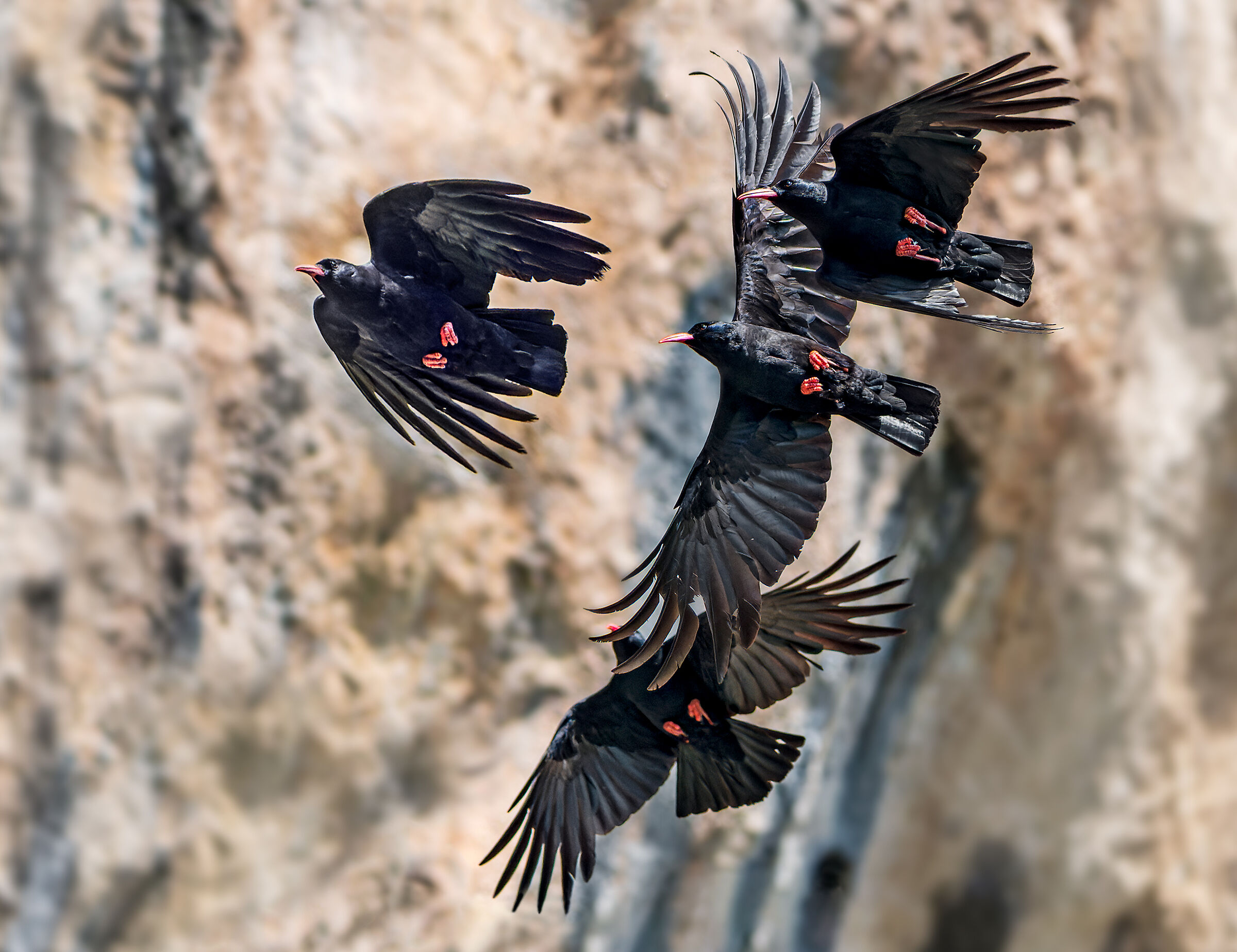 Coral choughs