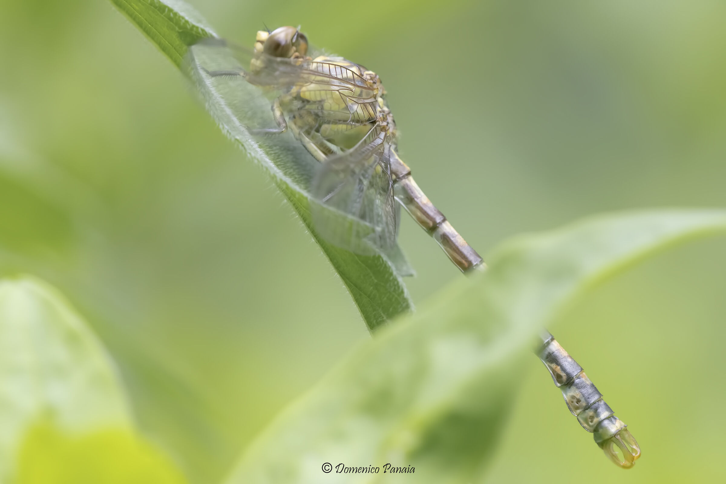 Onychogomphus forcipatus