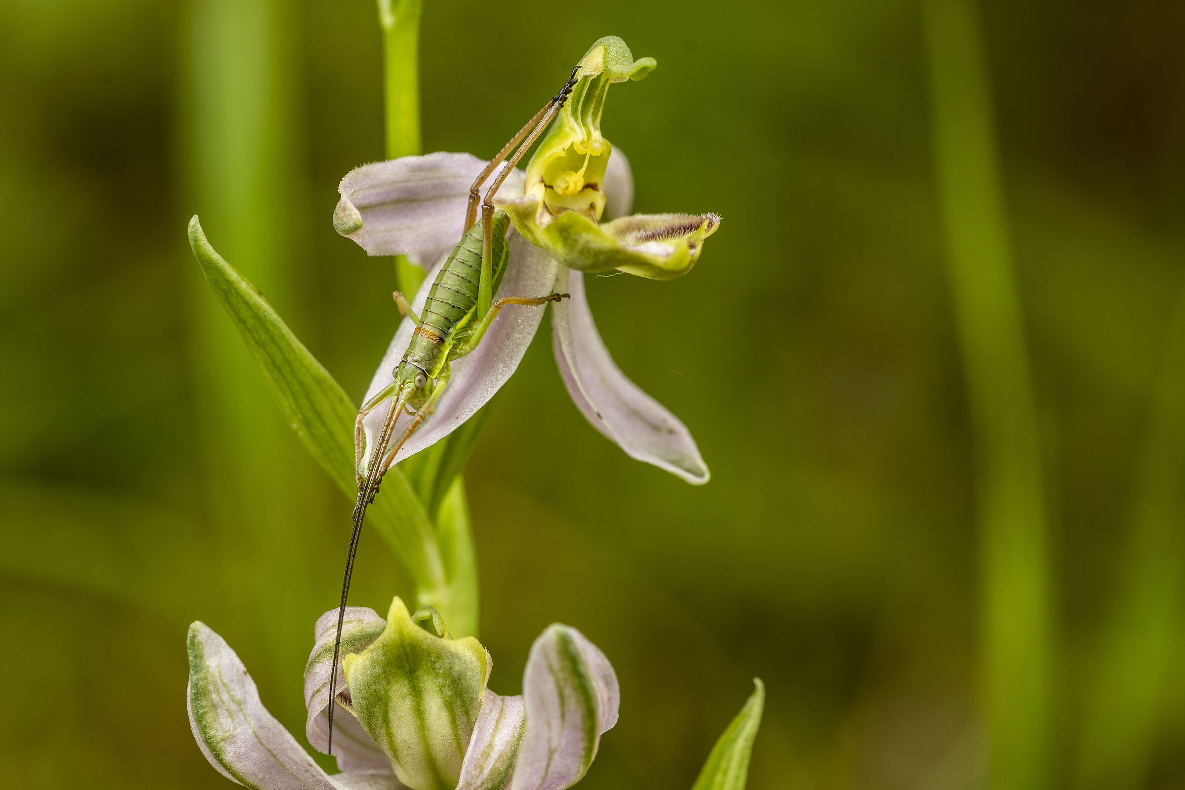 orchids and camouflage