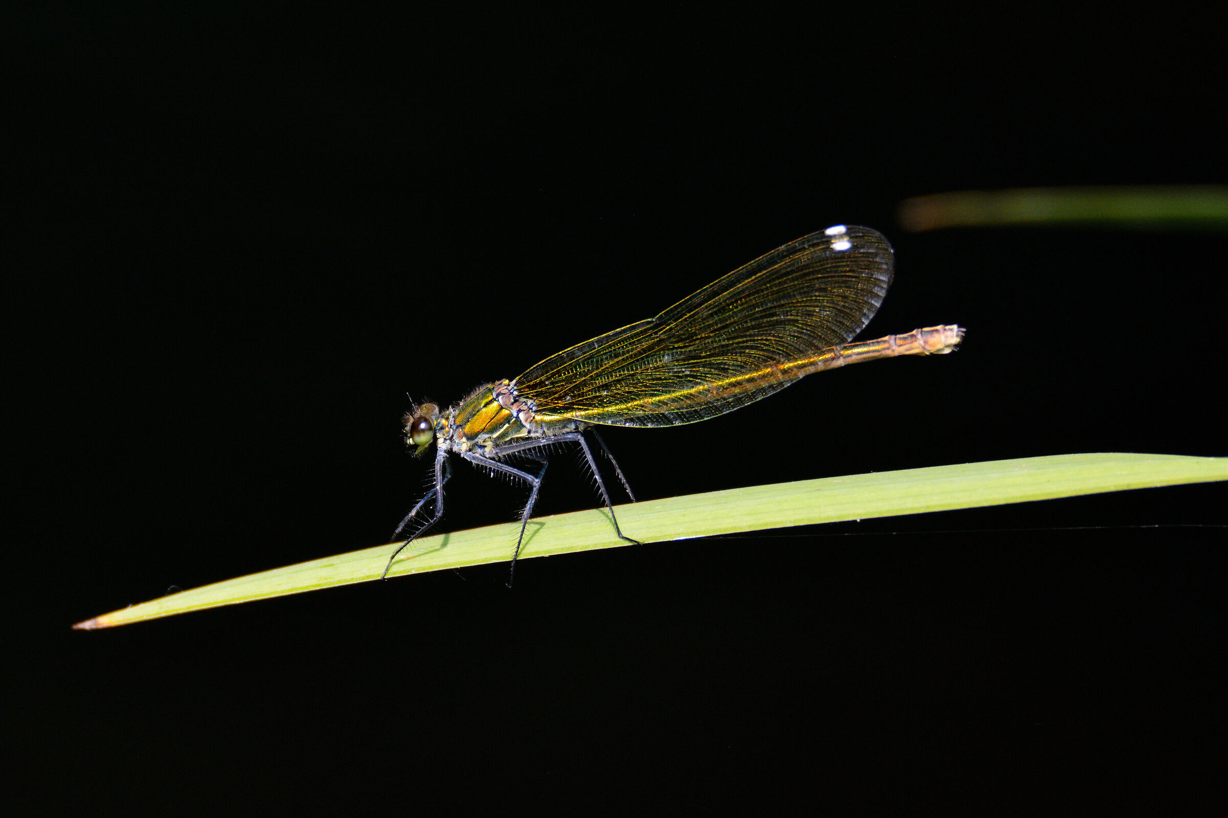 Dragonfly