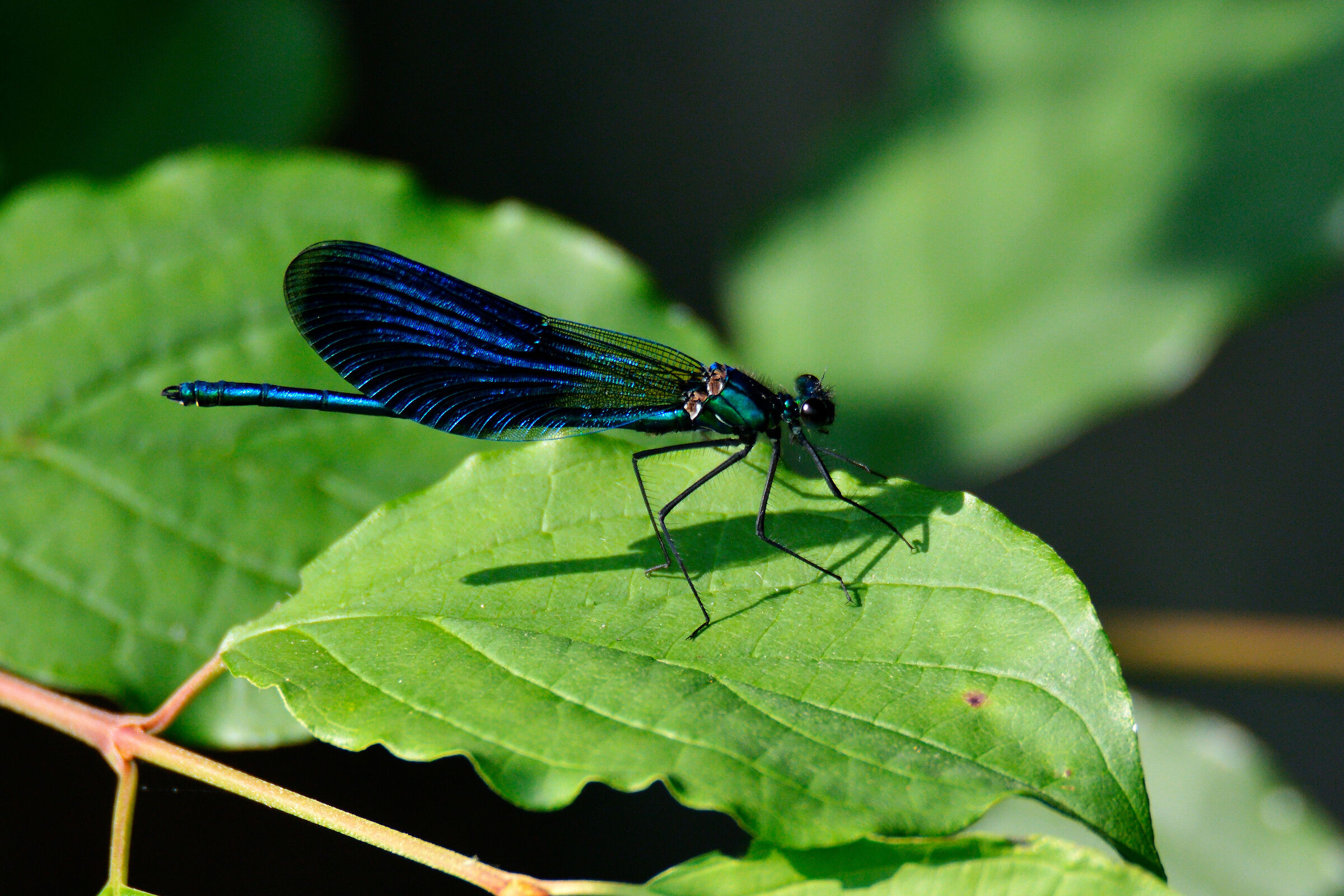 Dragonfly
