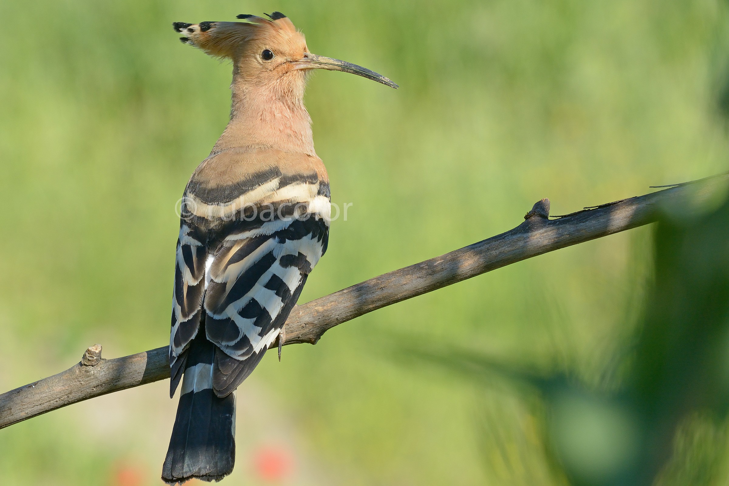 hoopoe 4