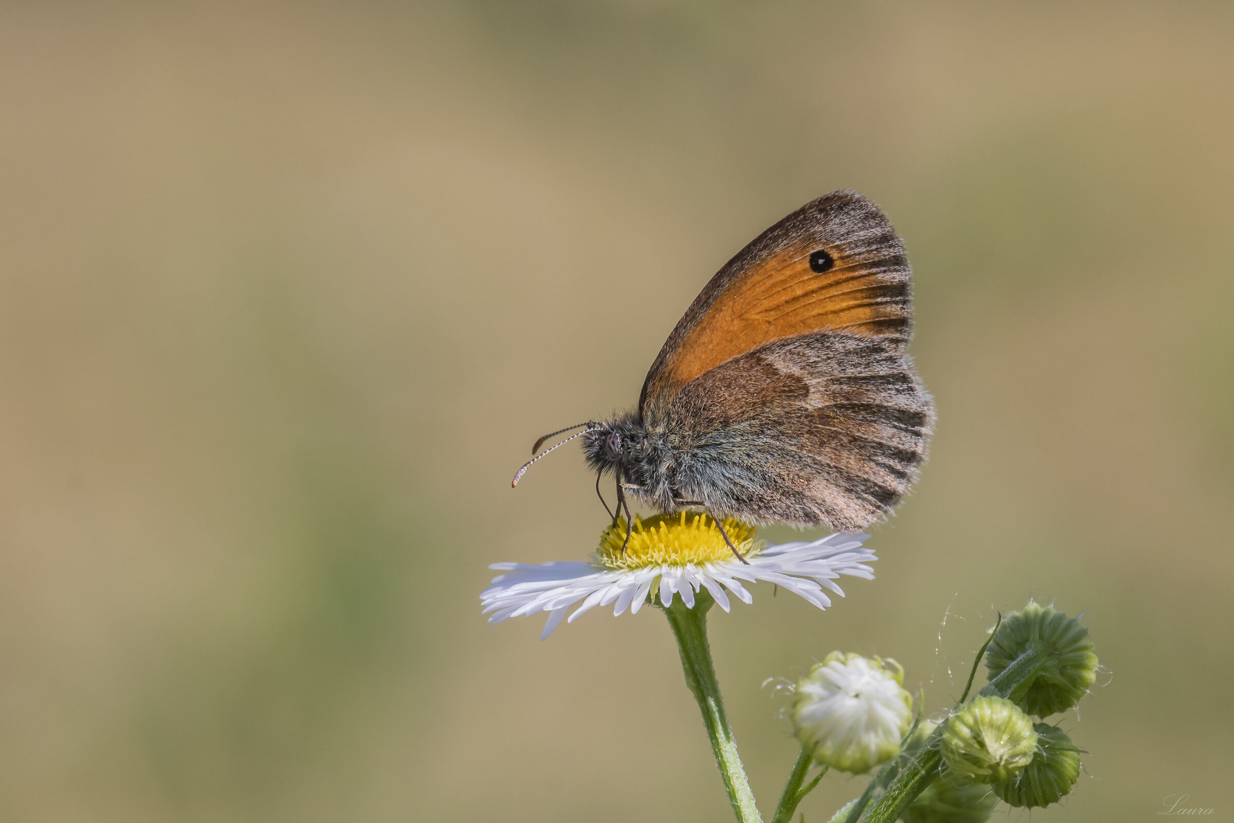 Ninfa minore