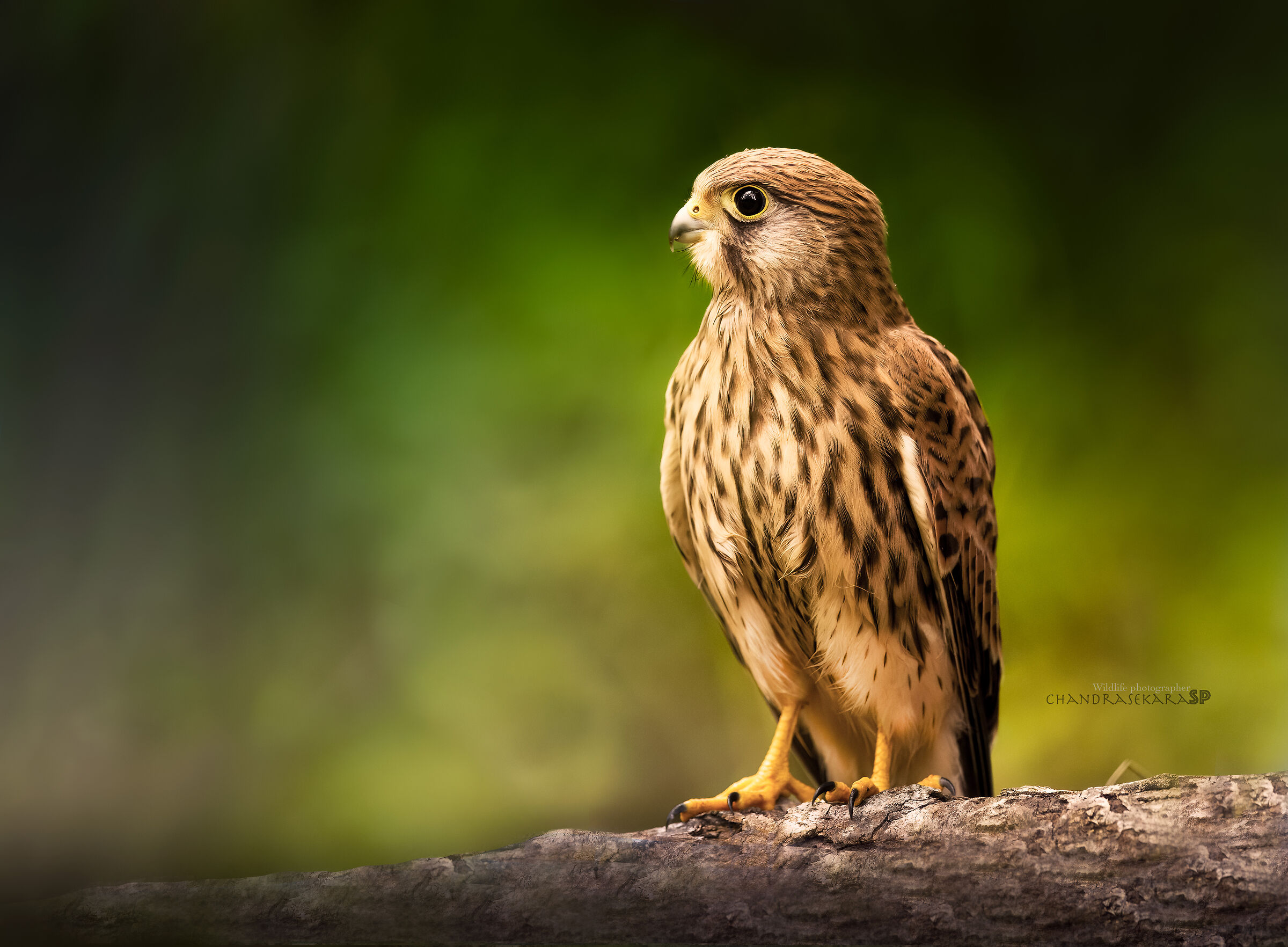 kestrel
