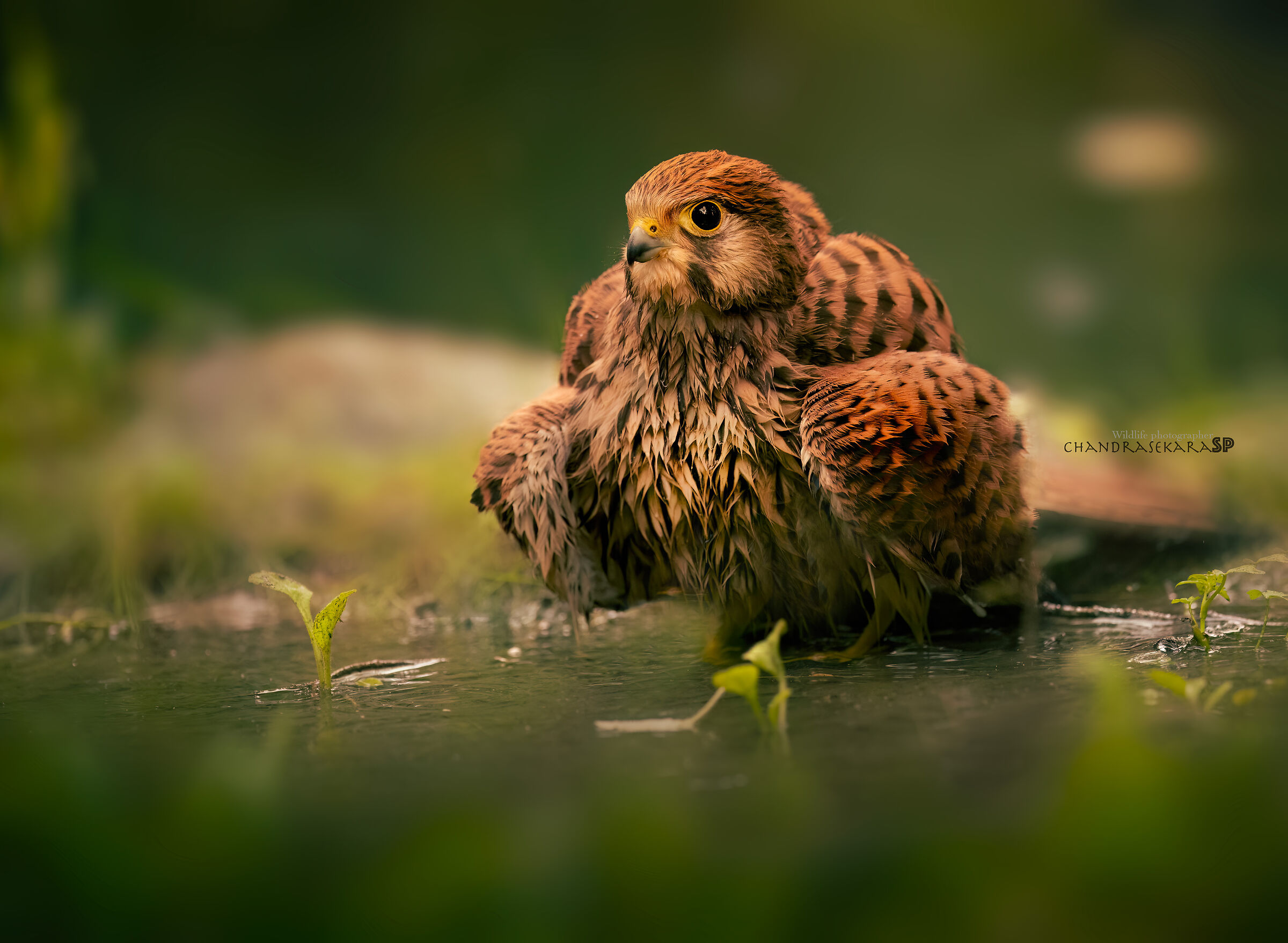 kestrel