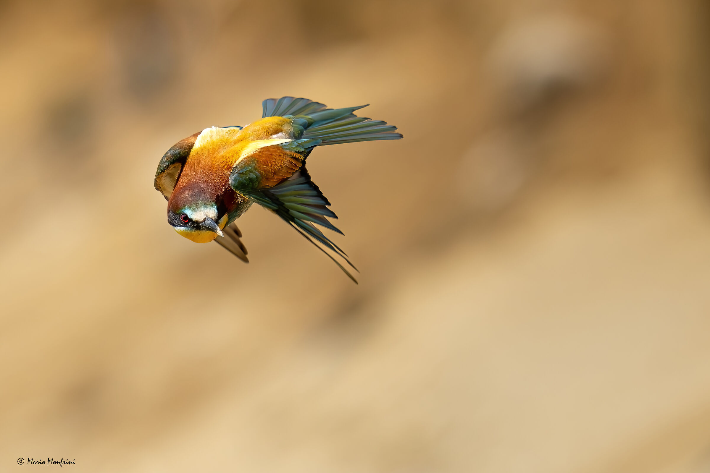 Bee-eater