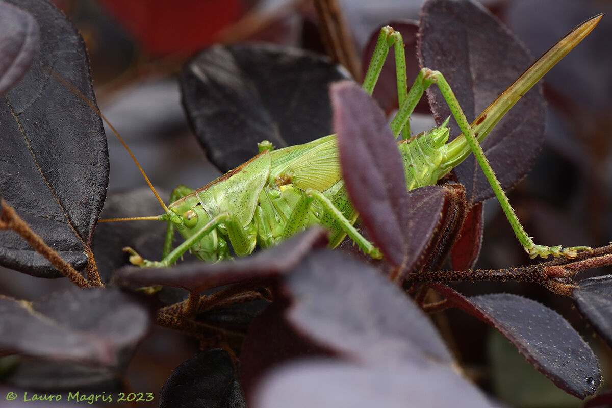 Secluded grasshopper