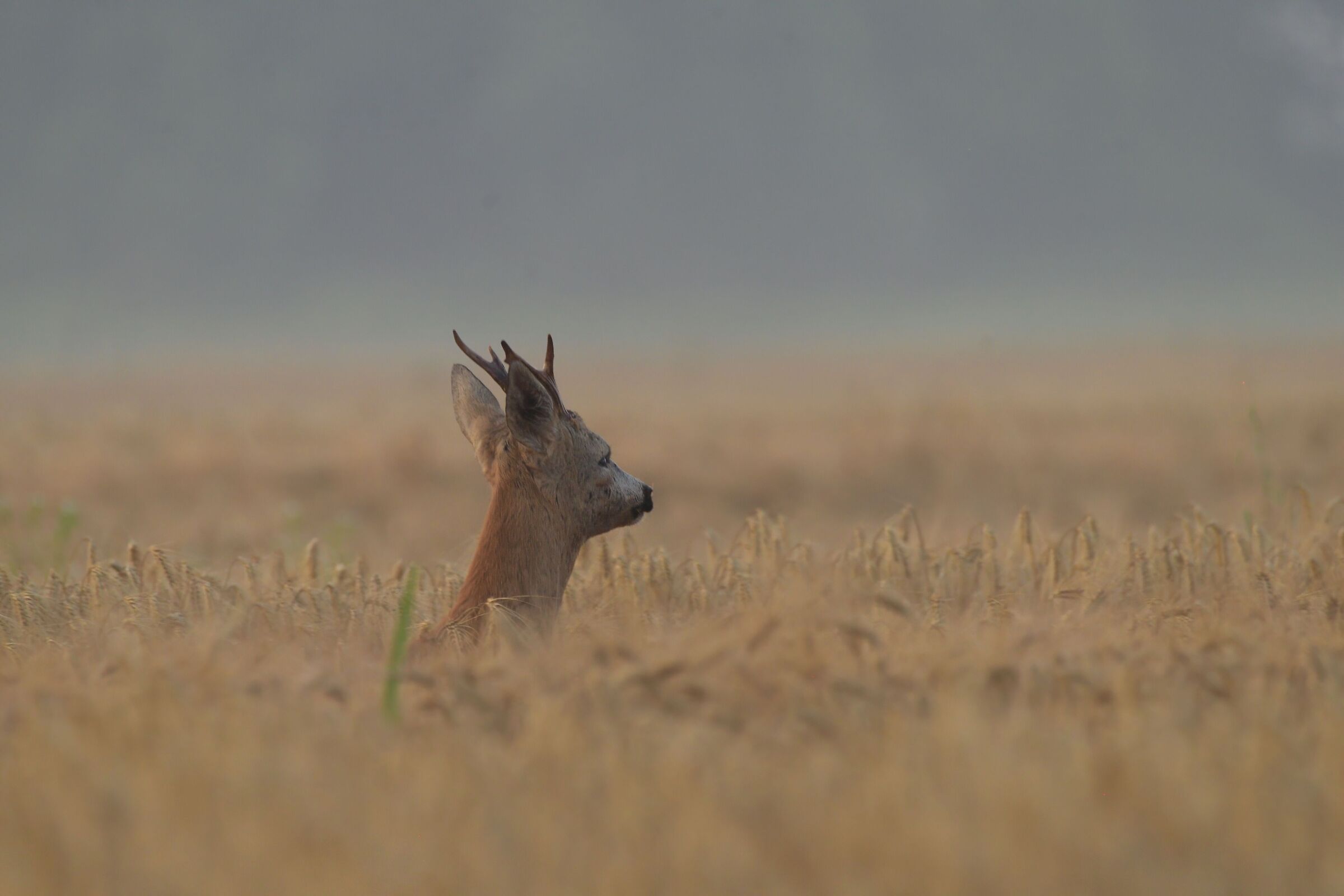 sunrise dip in the golden sea