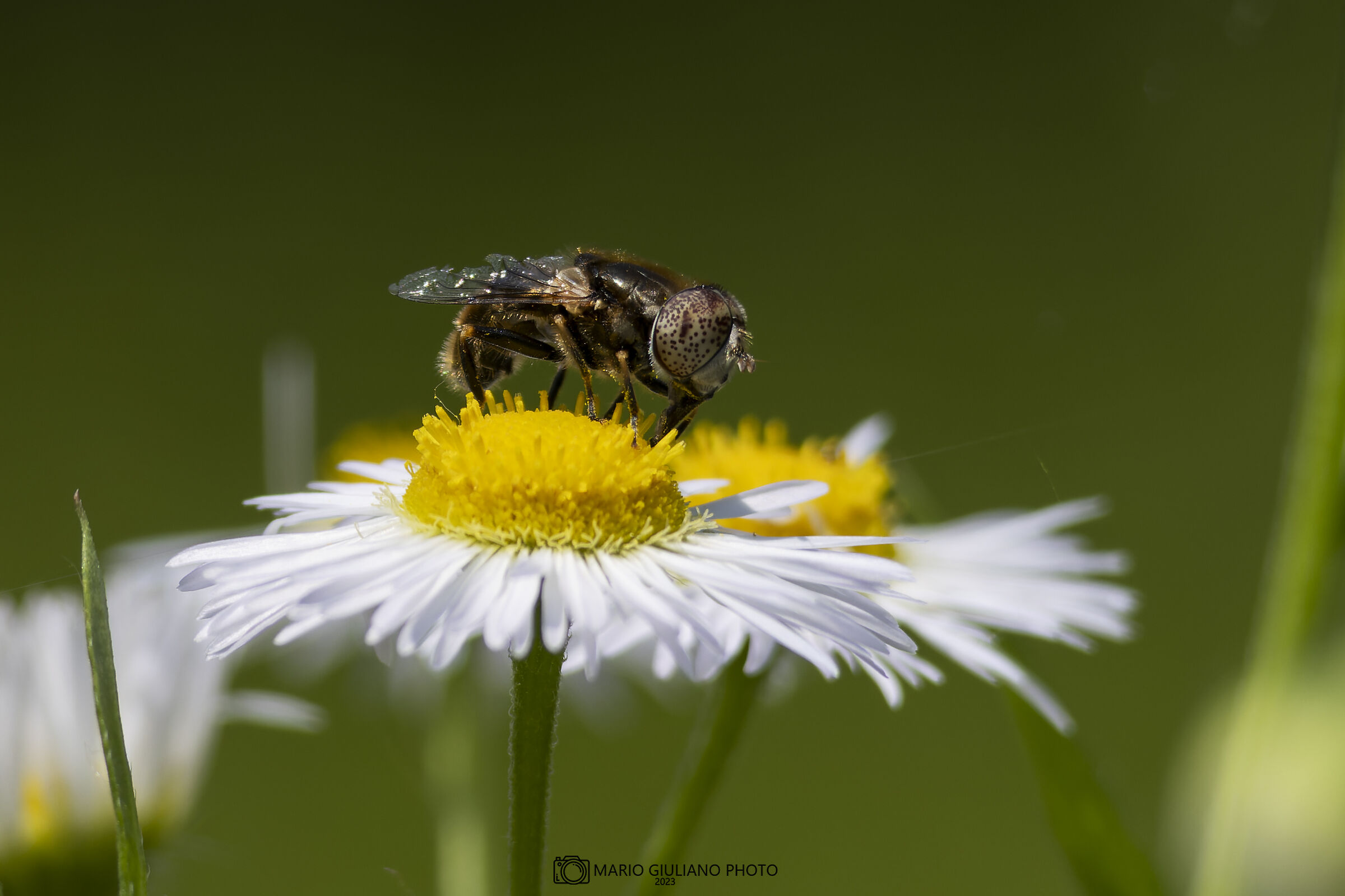 Eristalinus aeneus