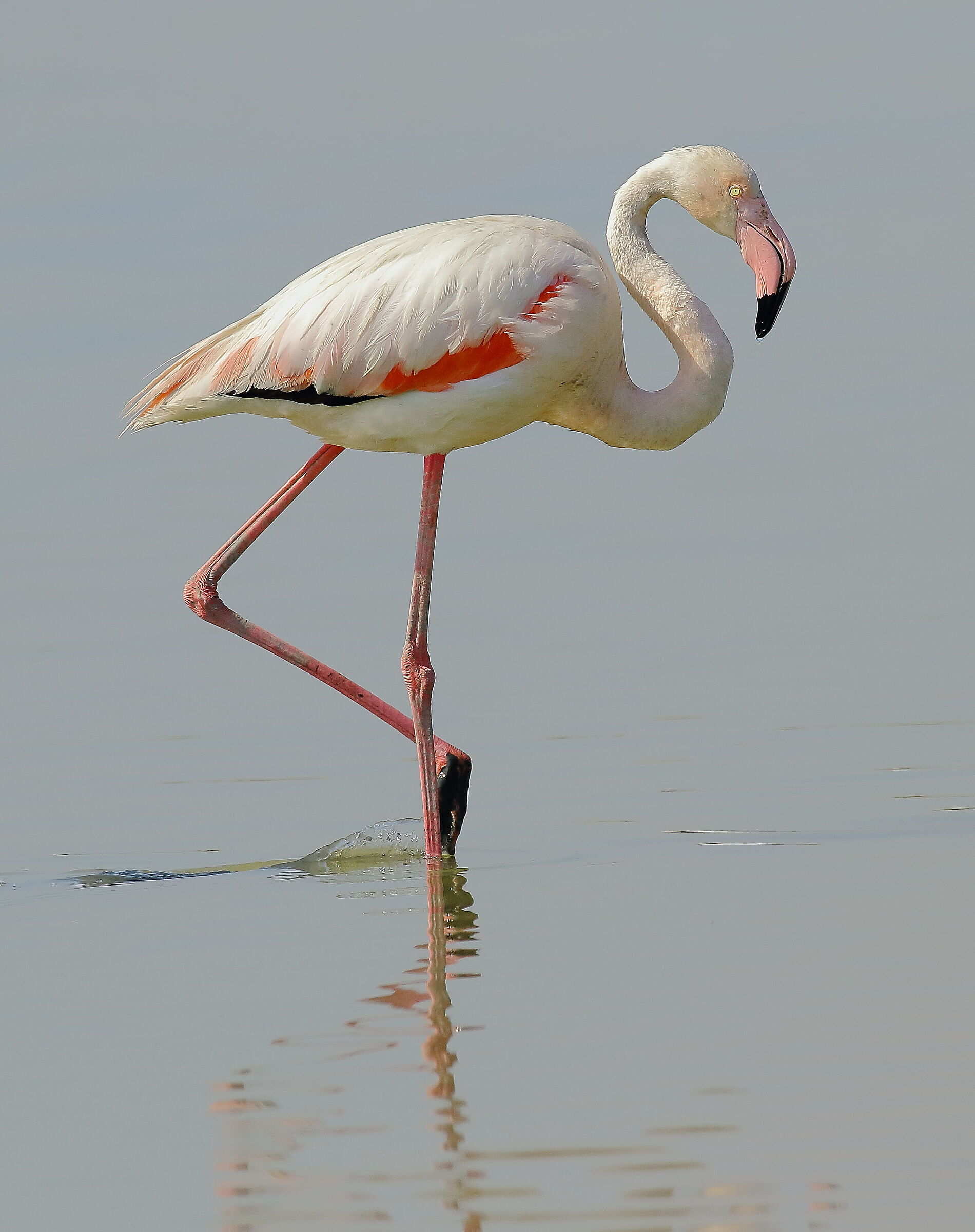 Fenicotteri alle Saline di Comacchio