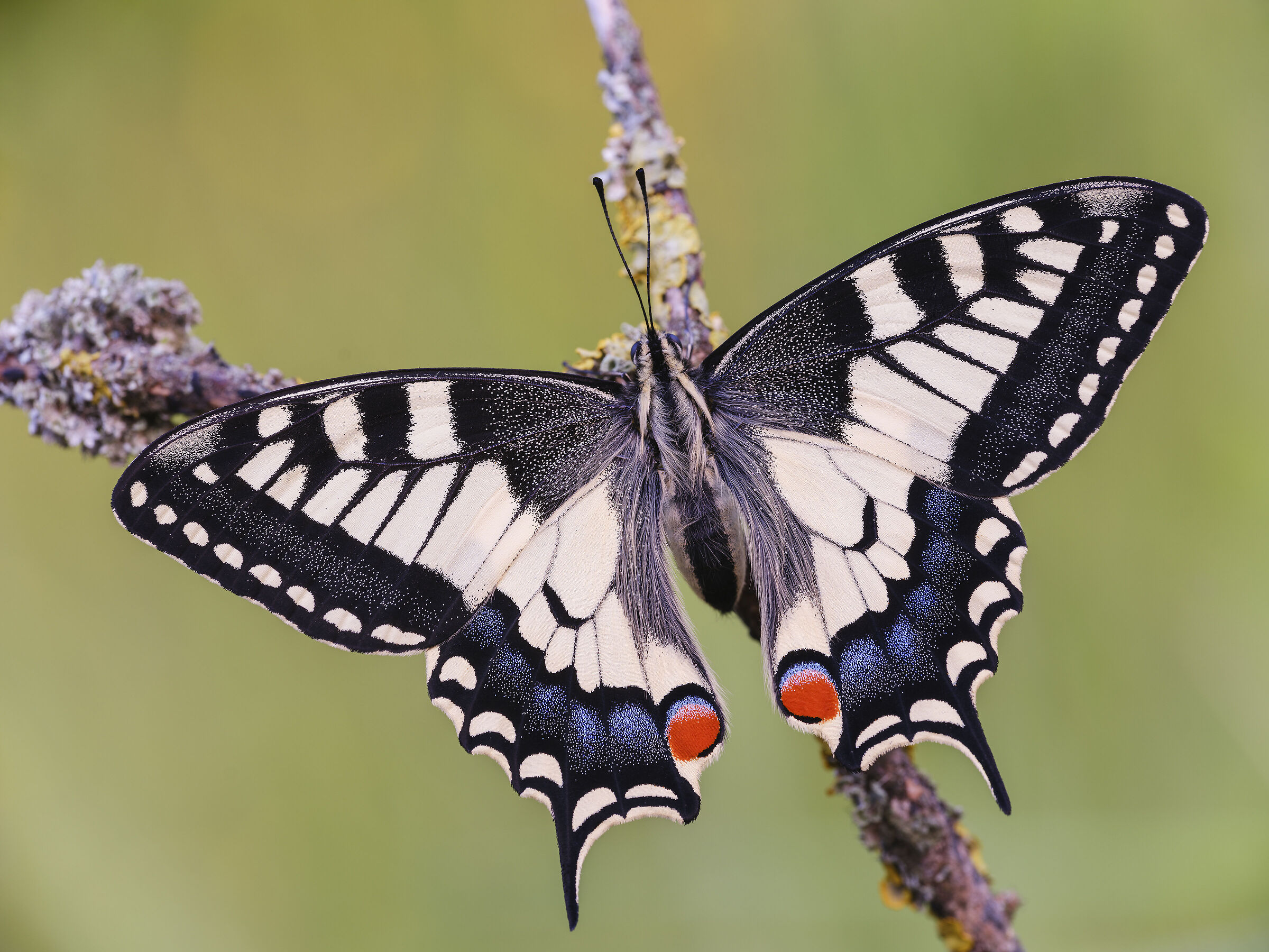 Swallowtail