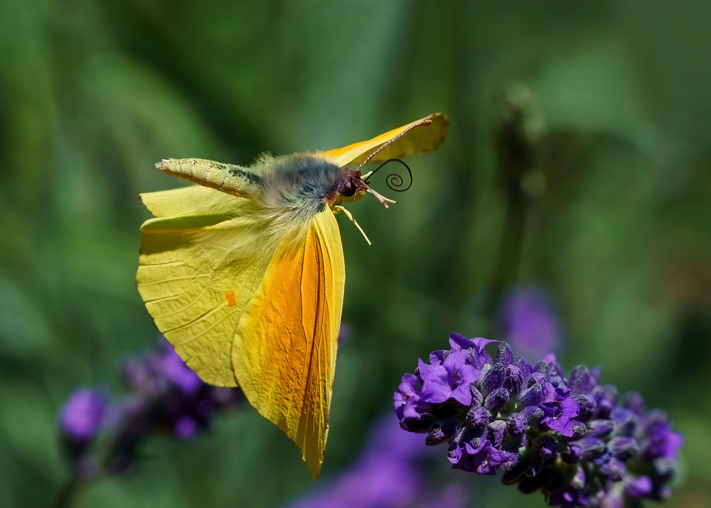 Cedronella in volo