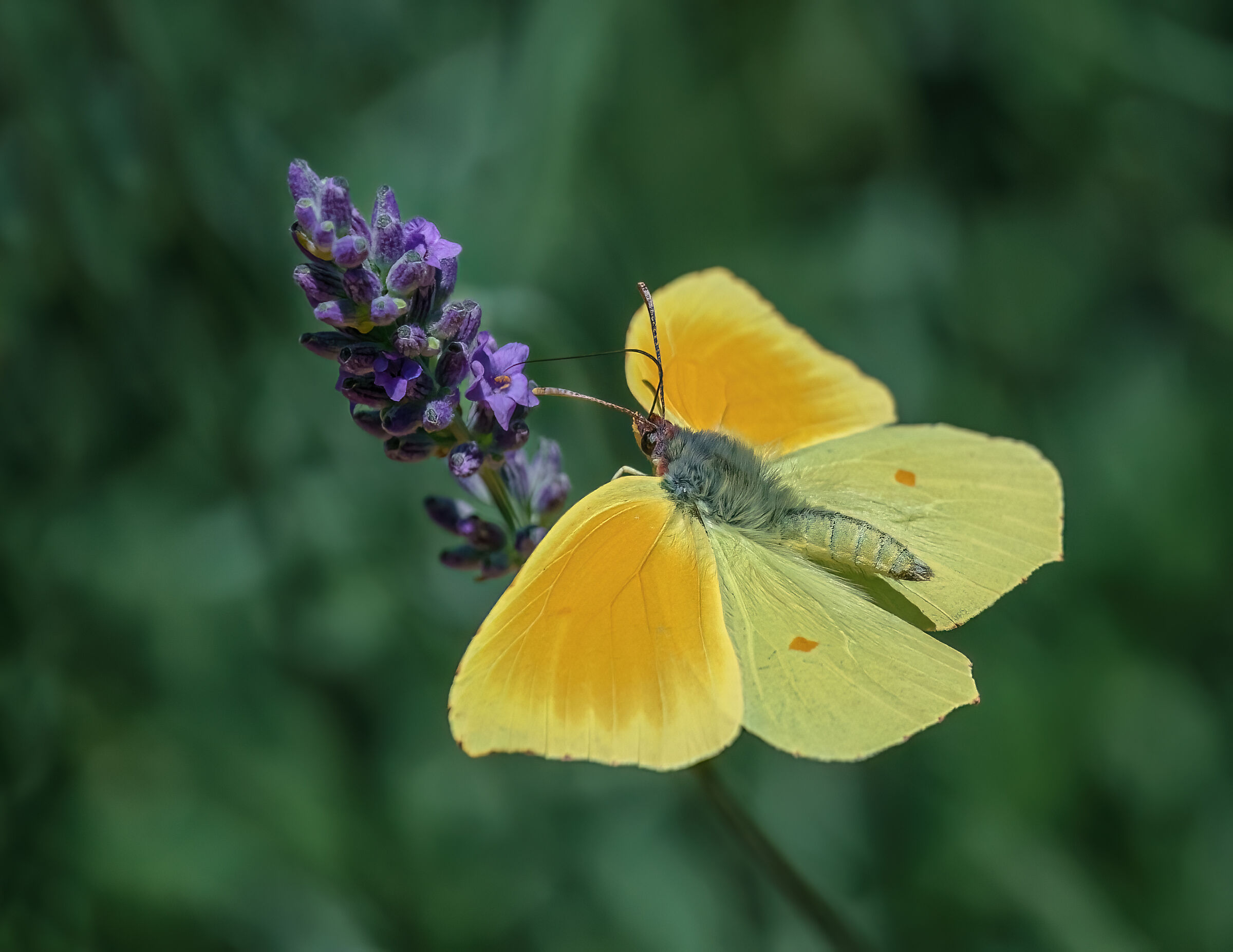 Cedronella in volo