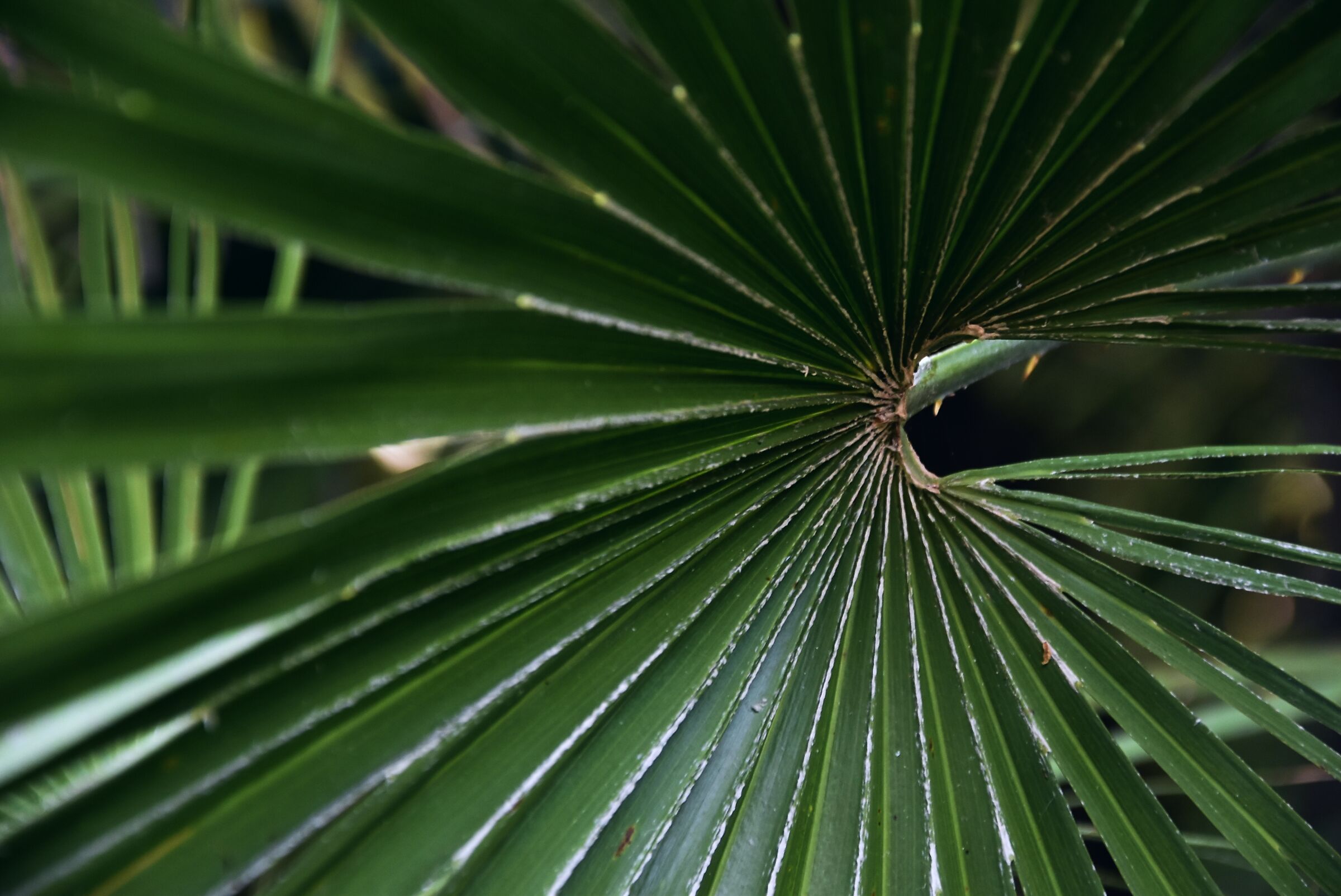 Geometrie a Tenerife