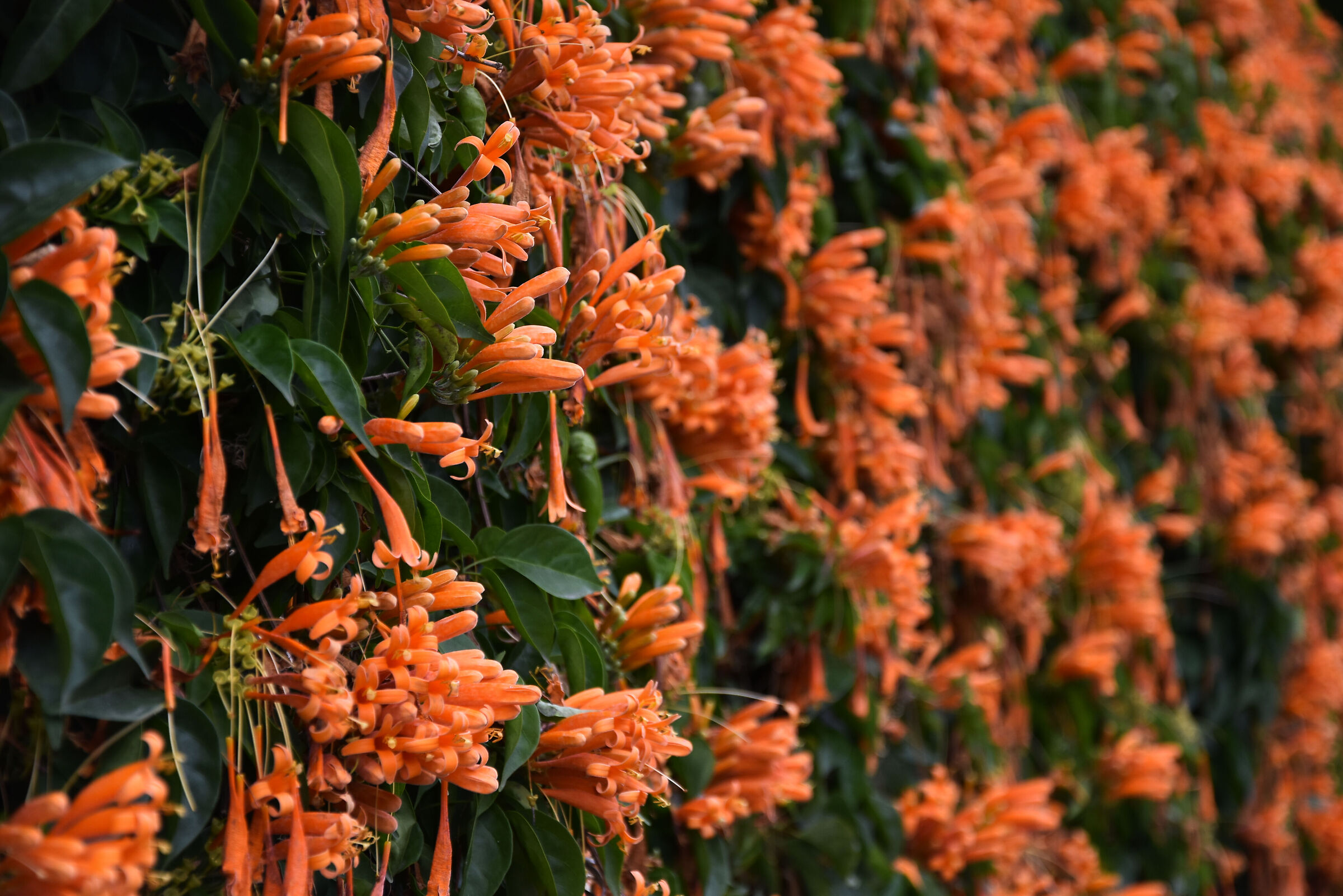 Siepe di fiori arancio