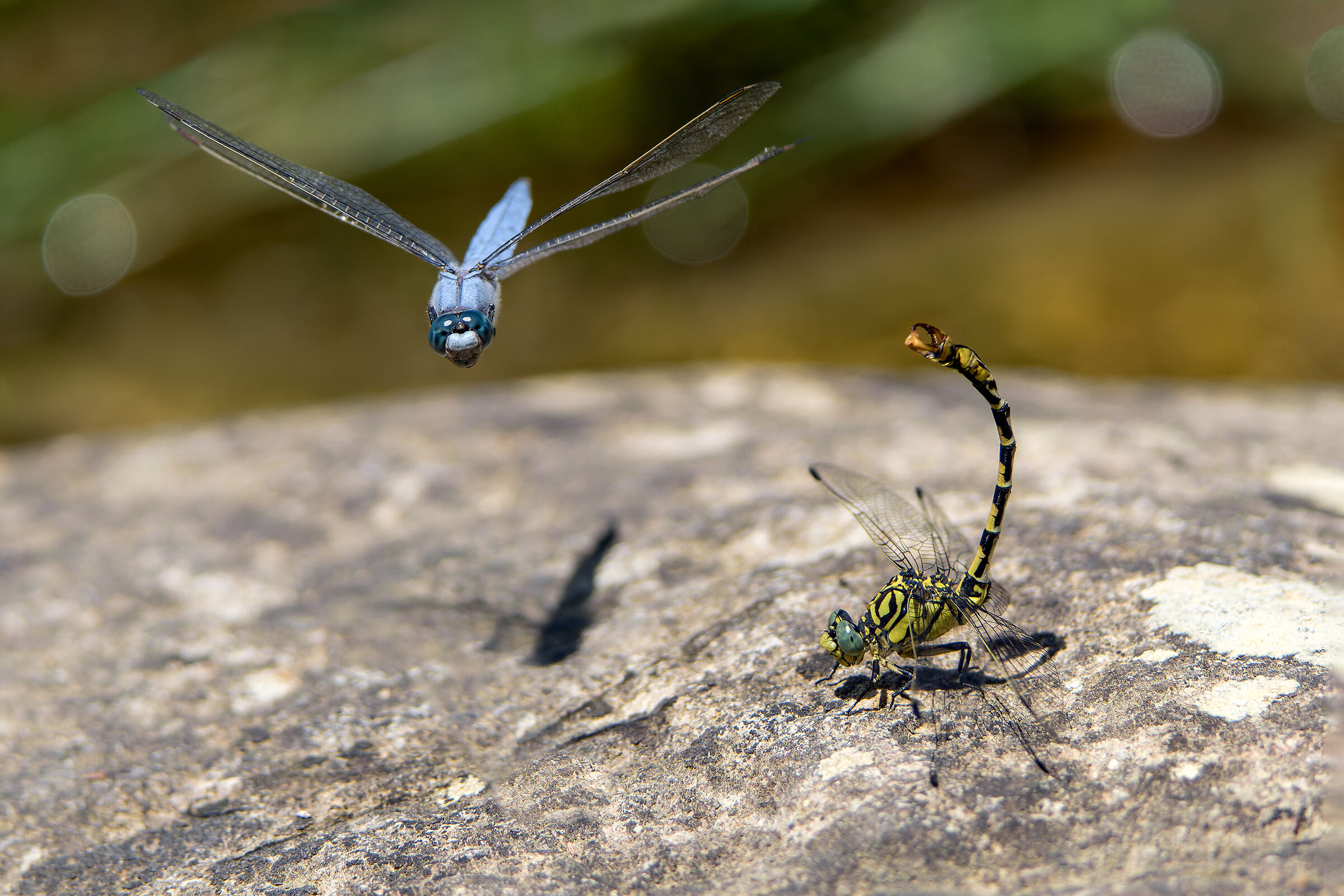 "Knock down!" - Threats between dragonflies