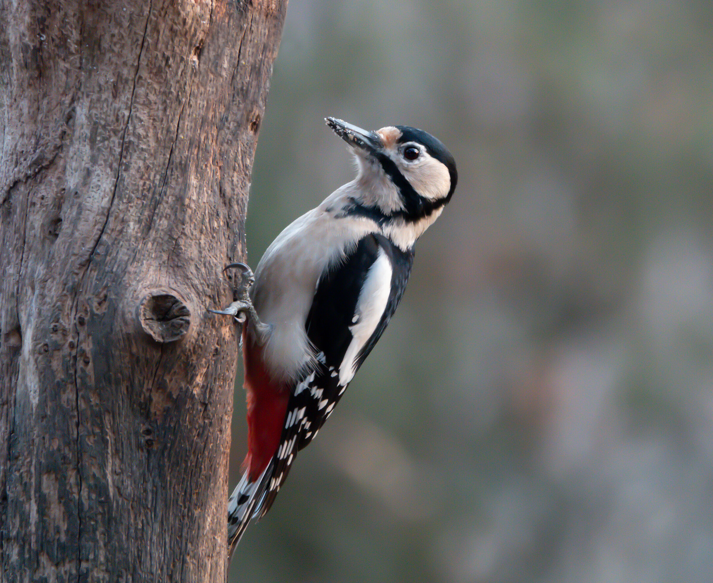 Greater spotted woodpecker