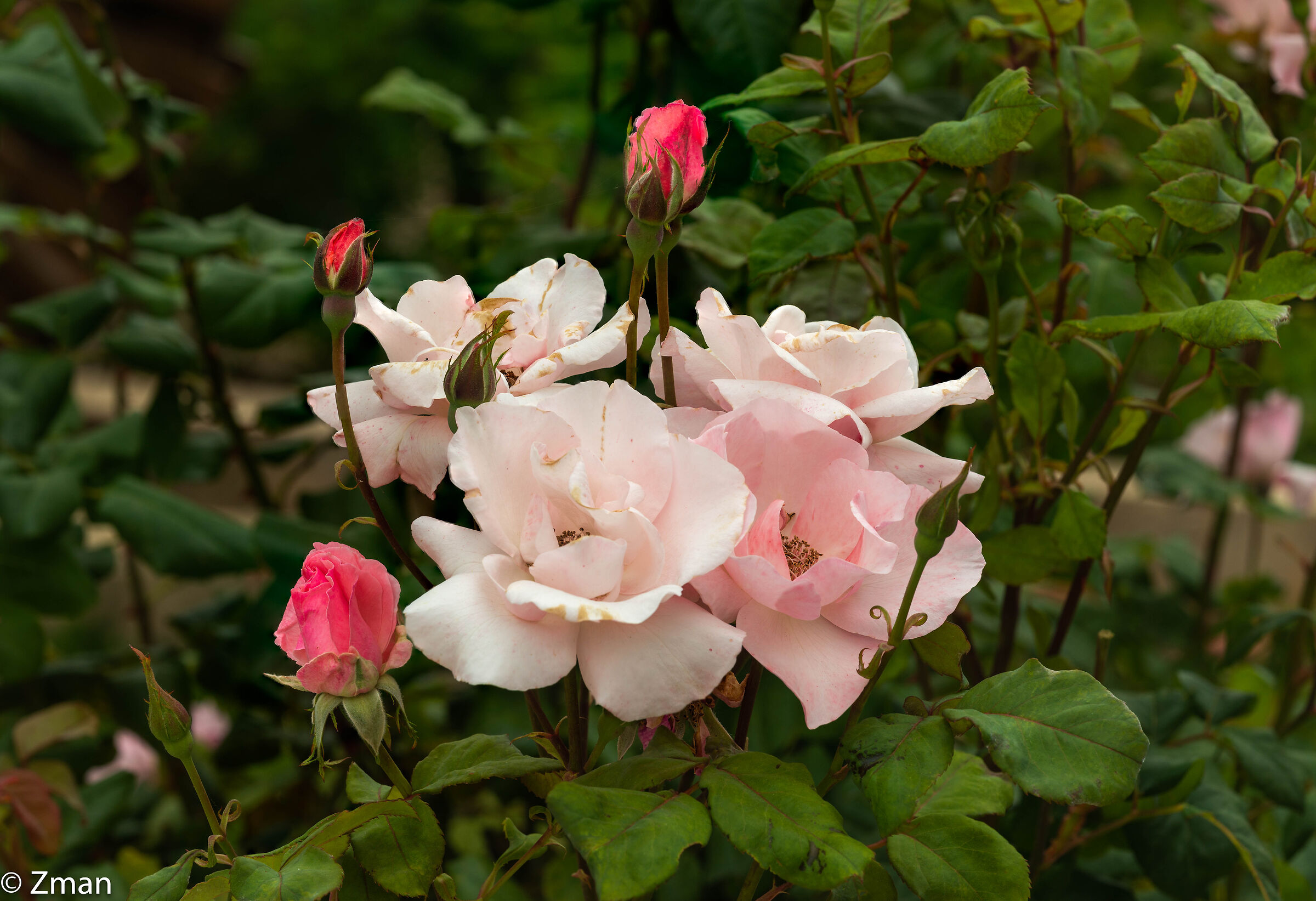 Una famiglia di rose
