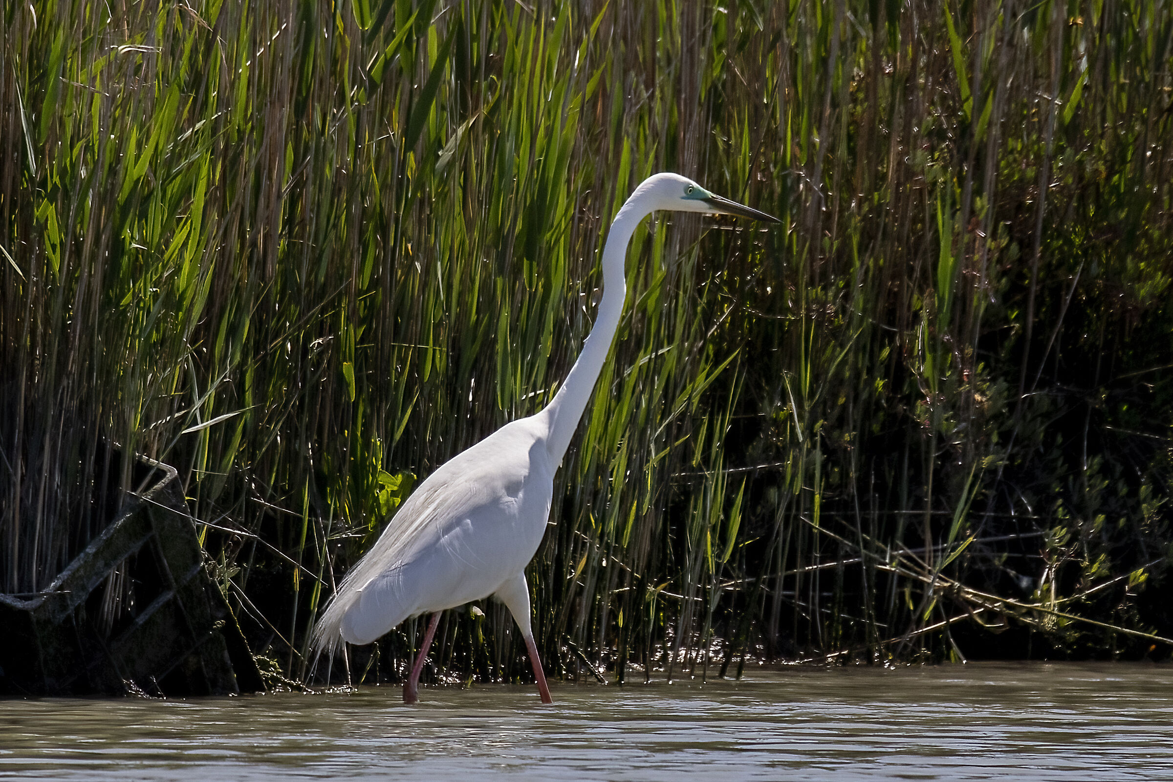 airone bianco maggiore nidificante 1