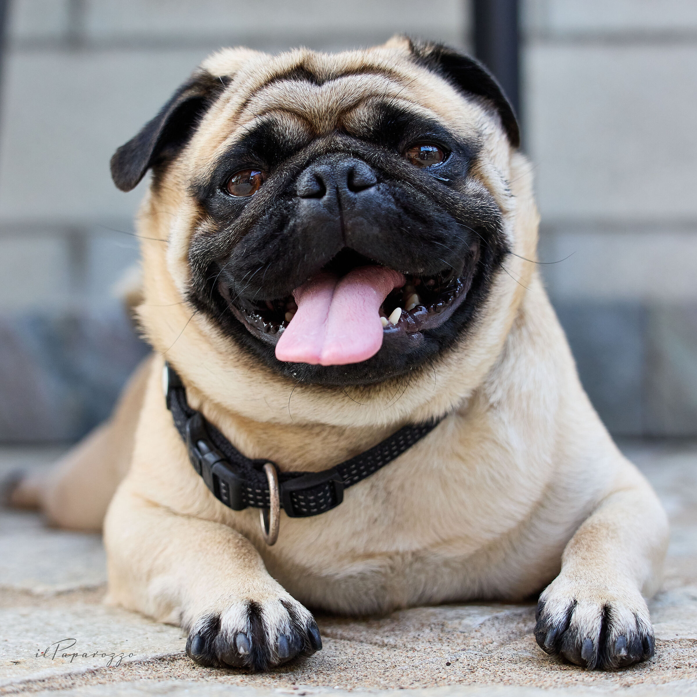 Paco